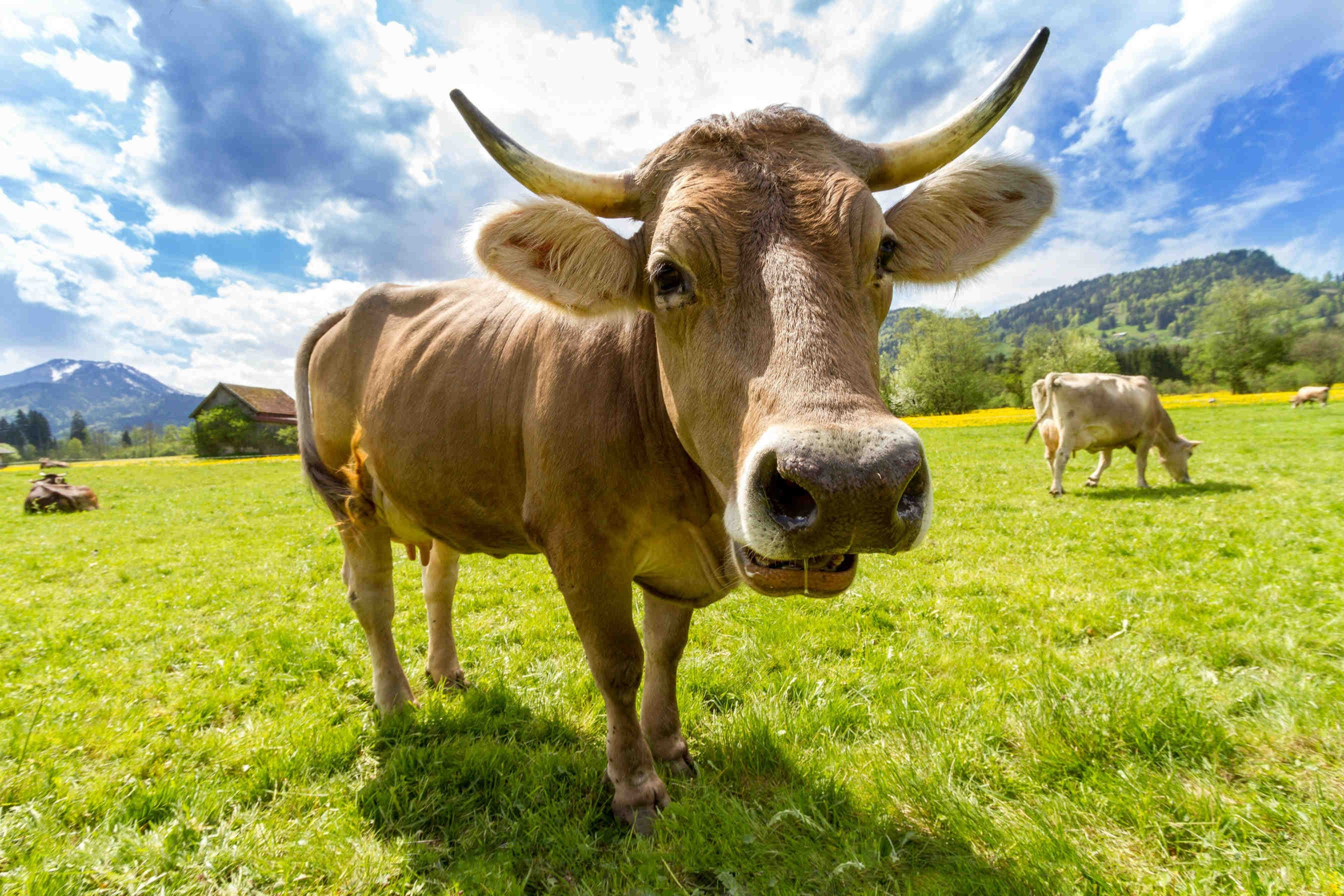 Benessere mucca