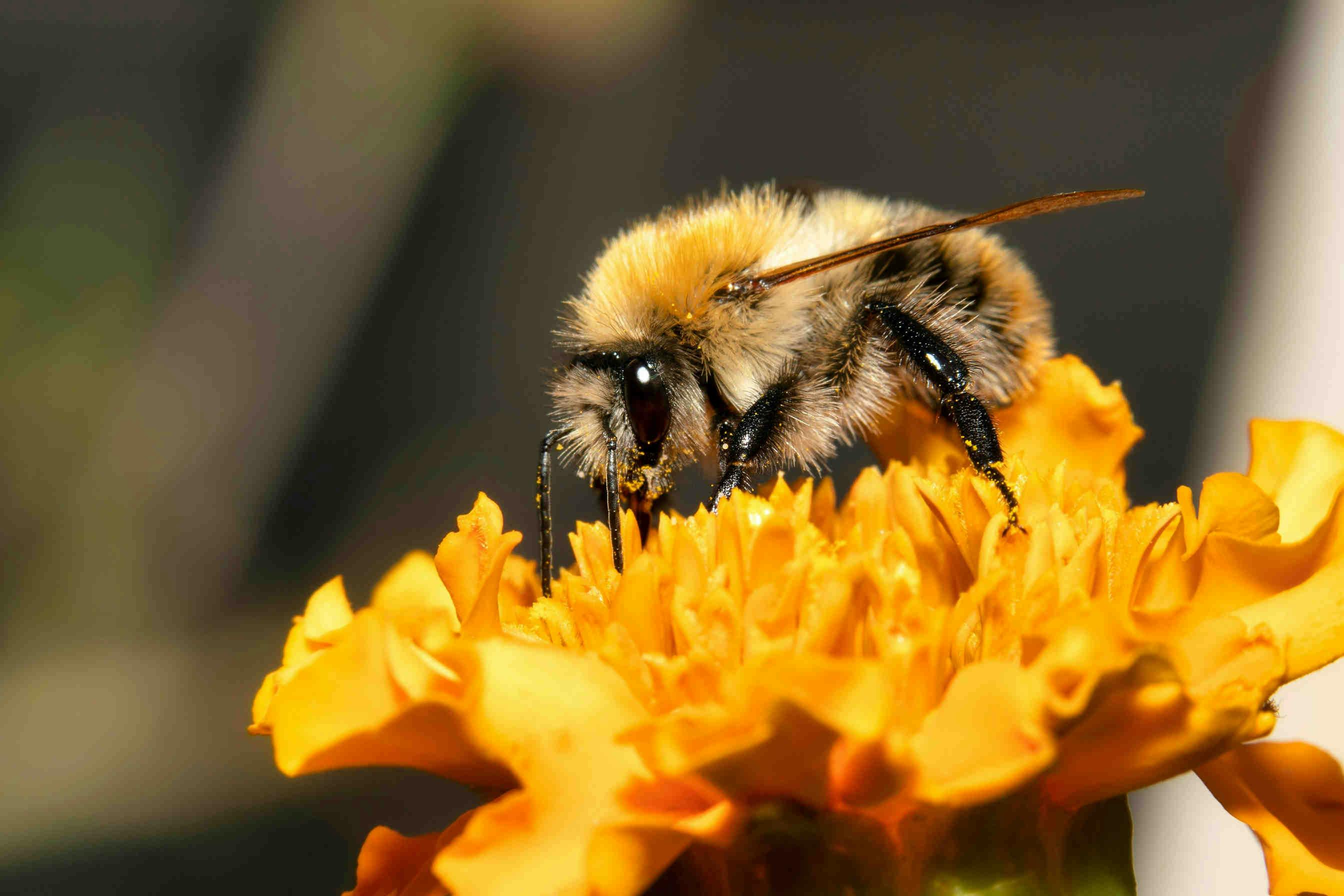 Guía sobre los abejorros: curiosidades y características