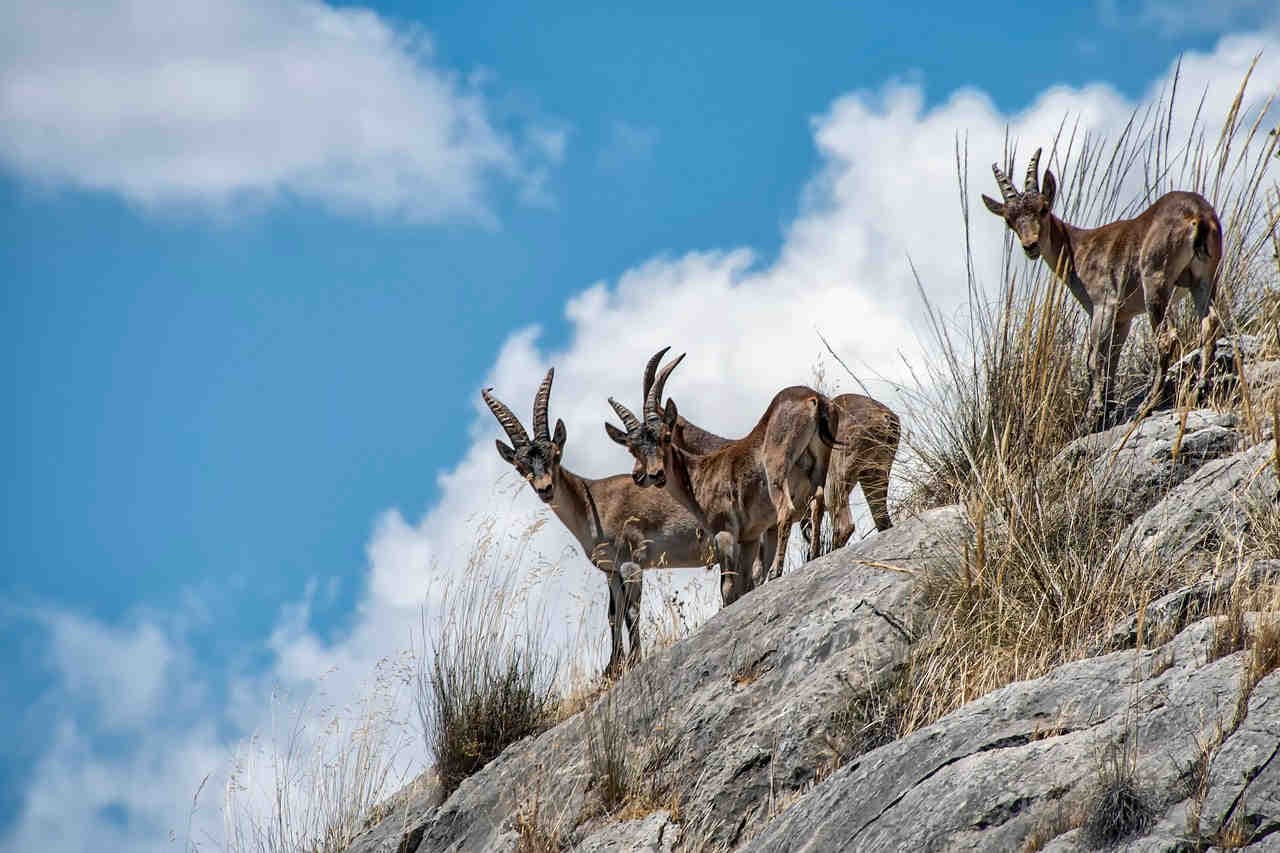 specie animali montagna