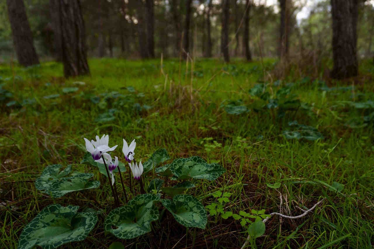 cyclamen ciclamino