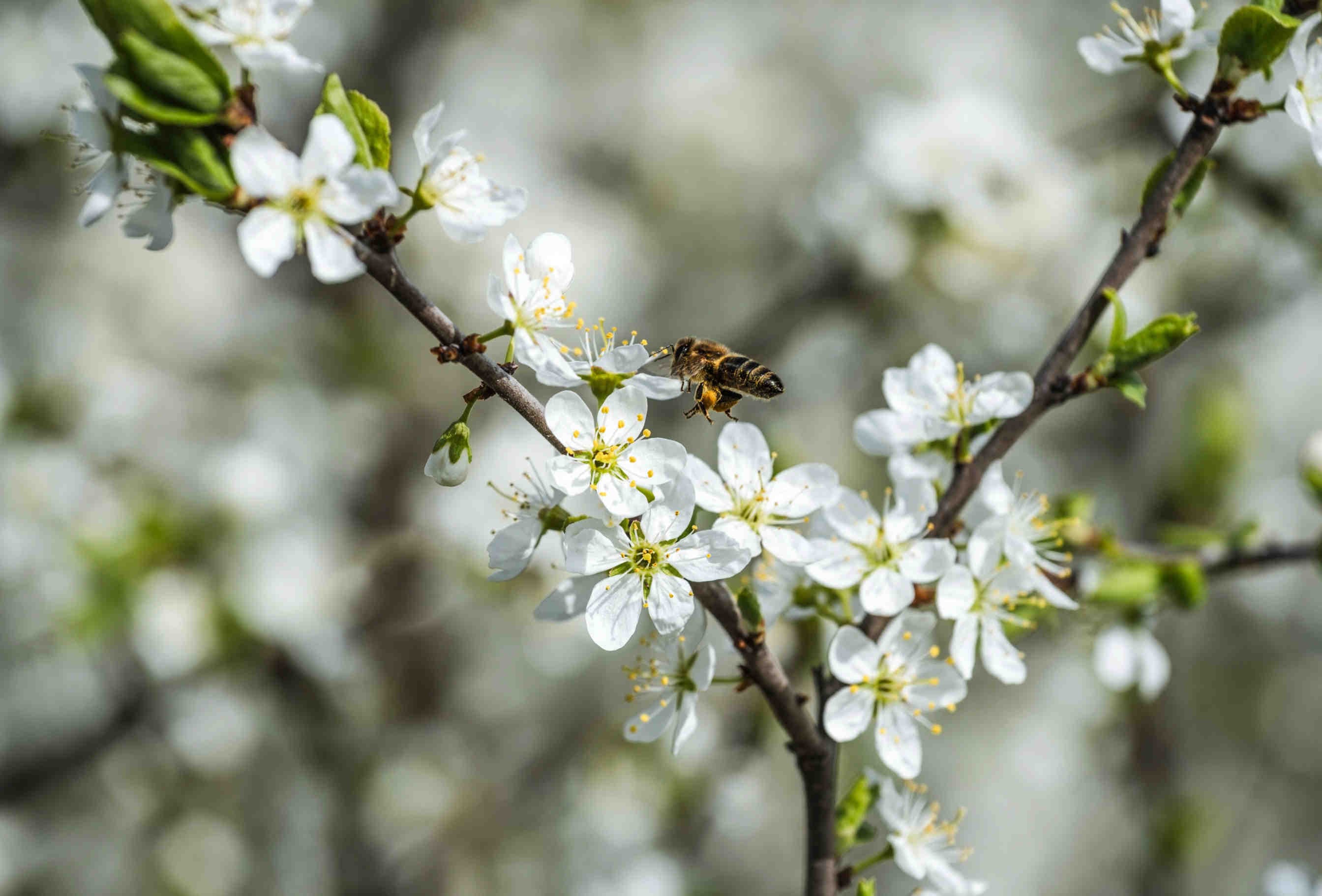 3bee-blog-prunus-spinosa-il-prugnolo-difensore-della-biodiversita