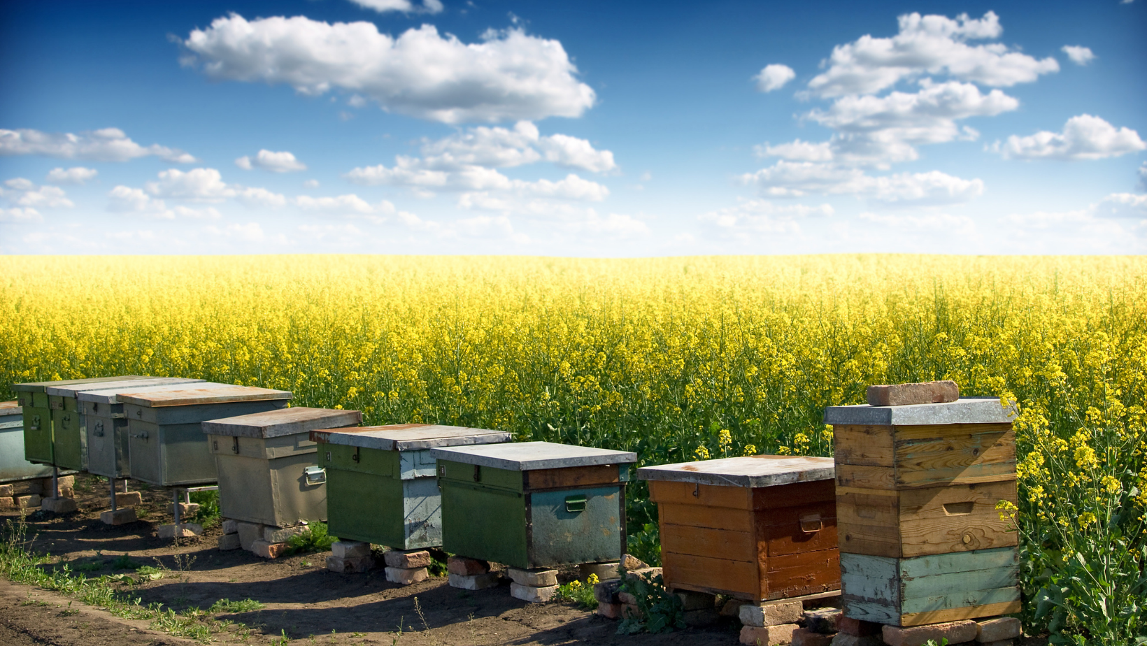 Contributi Per L’apicoltura In Lombardia: OCM miele