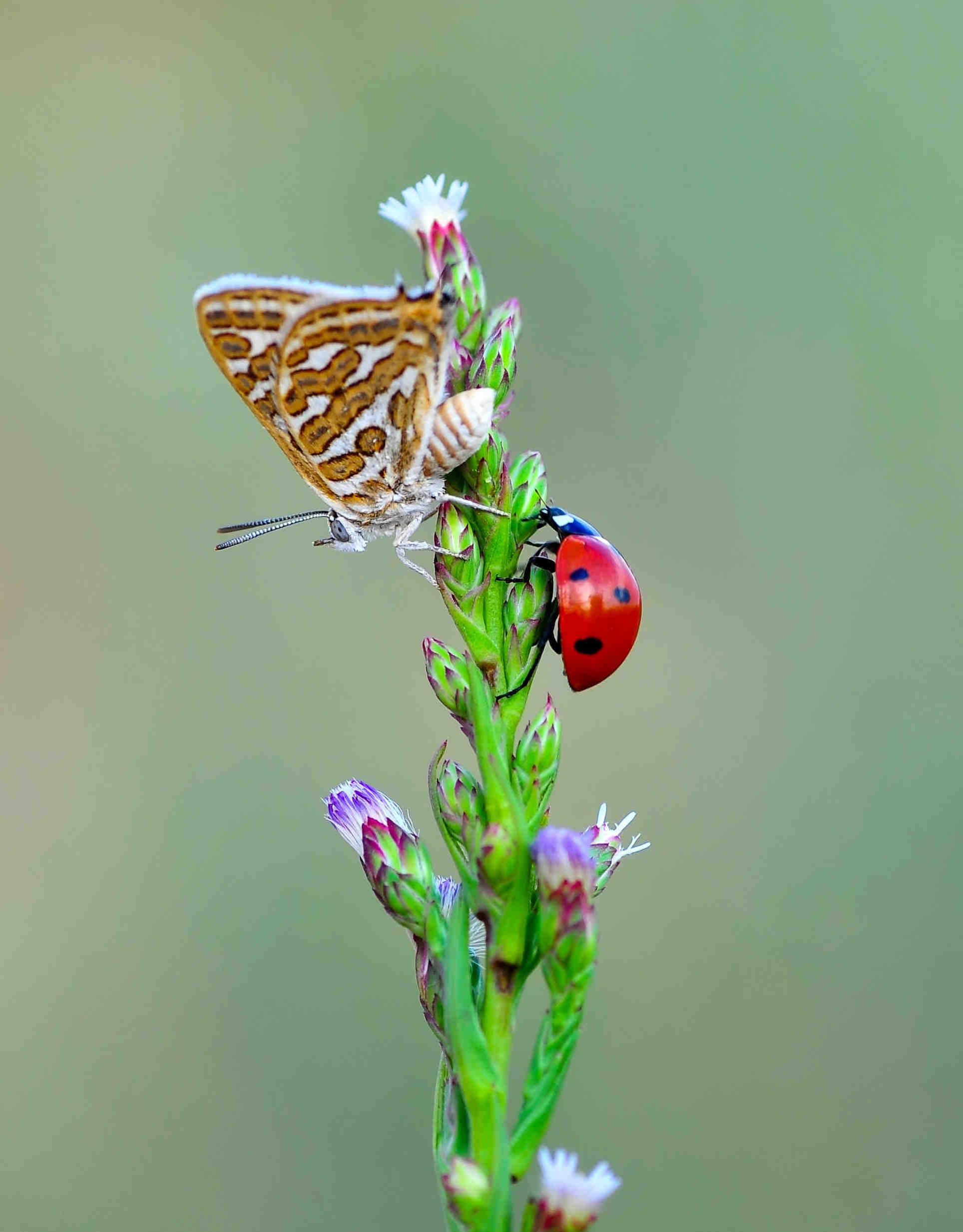Mariquitas, mariposas, néctar y polen