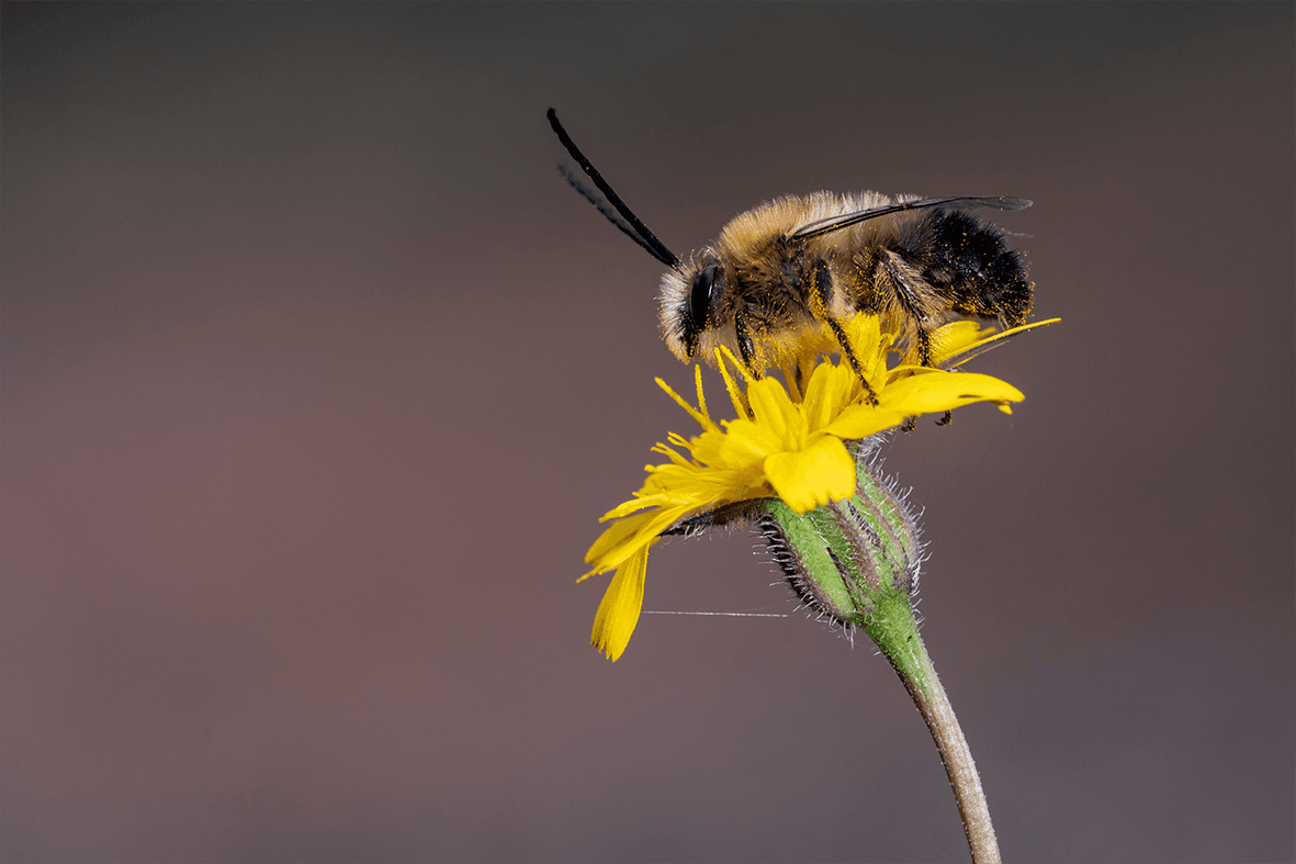 GRI introduce il nuovo standard sulla biodiversità
