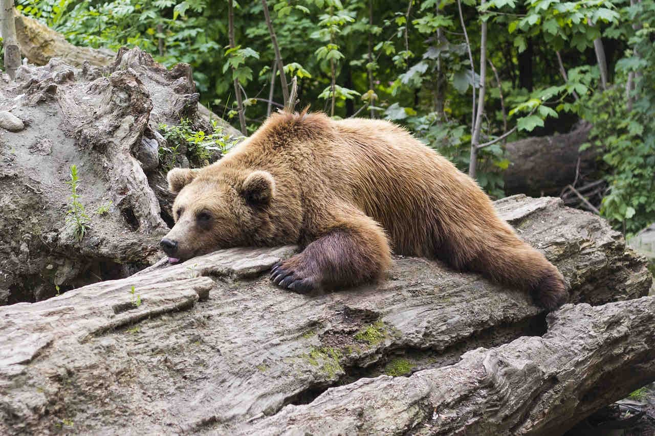Il sonno dell’orso