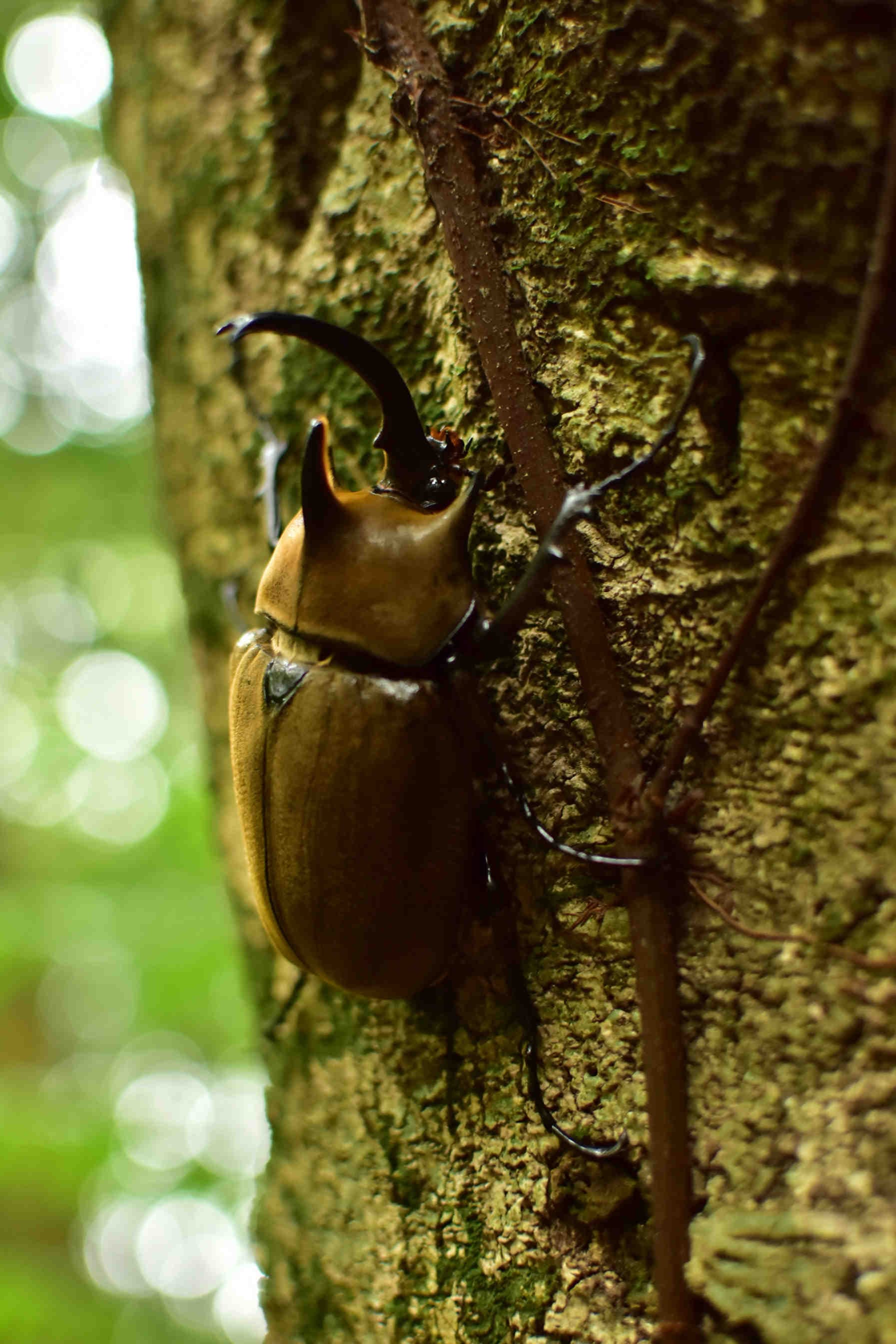 Megasoma