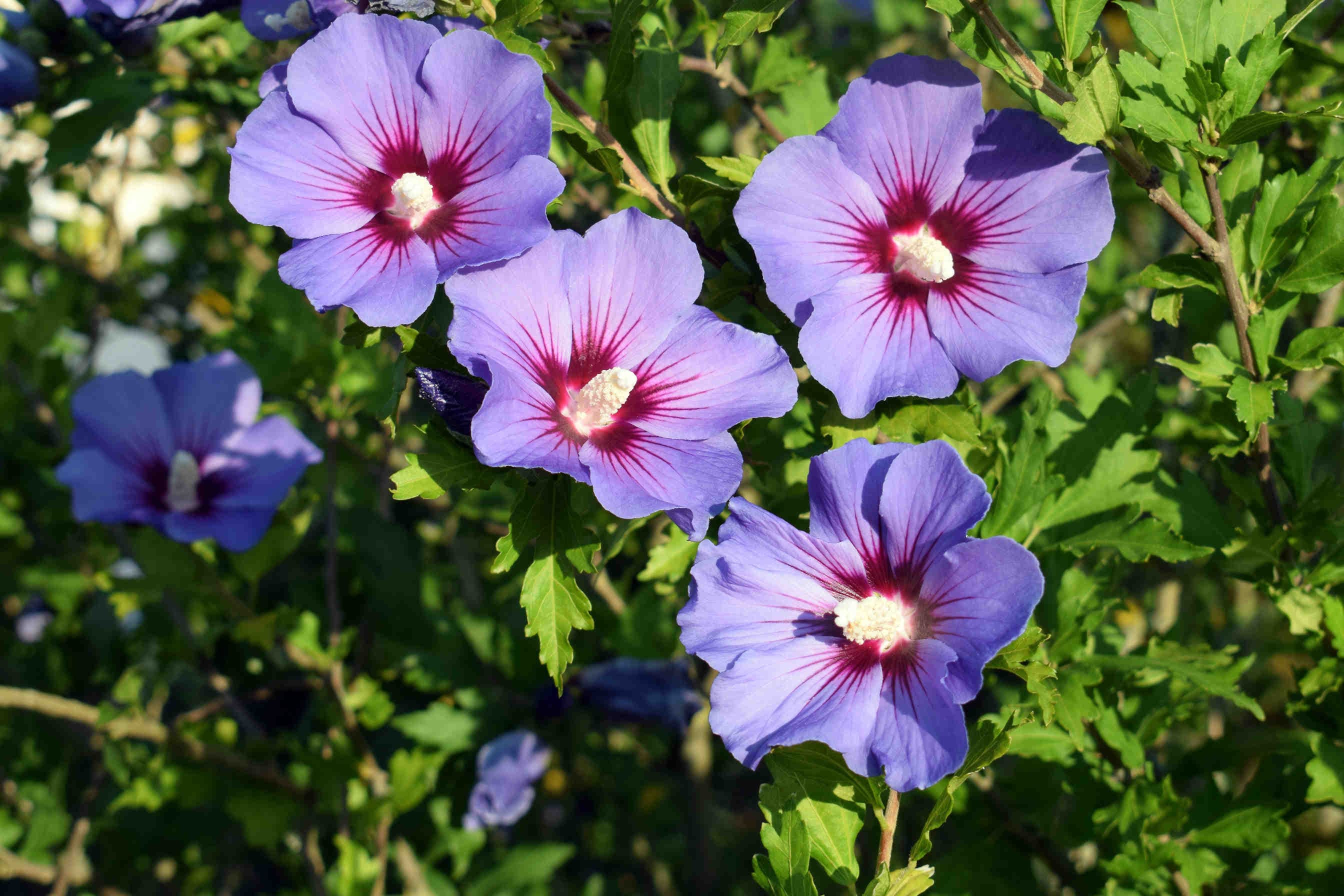 hibiscus siriacus
