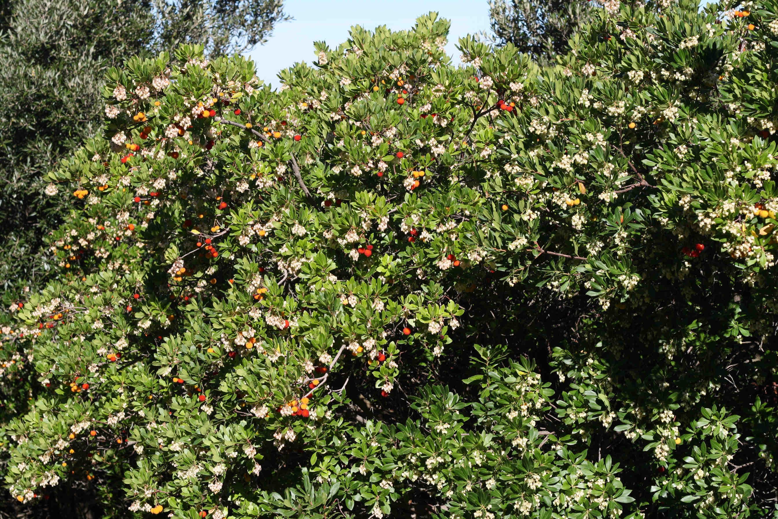 arbusto di corbezzolo in fiore