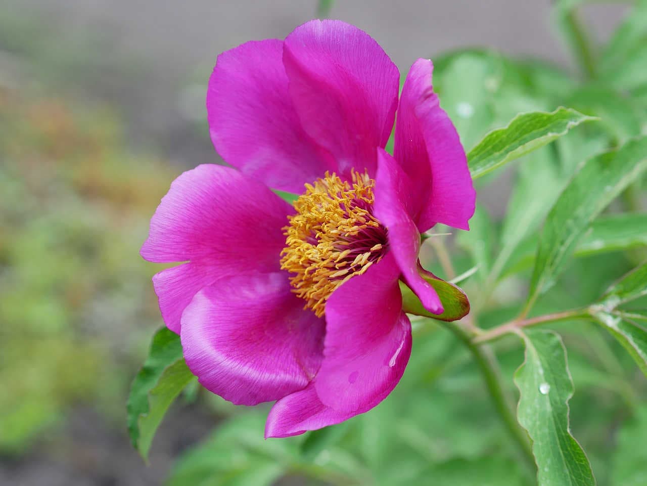 Peonia: una pianta perenne tutta da scoprire