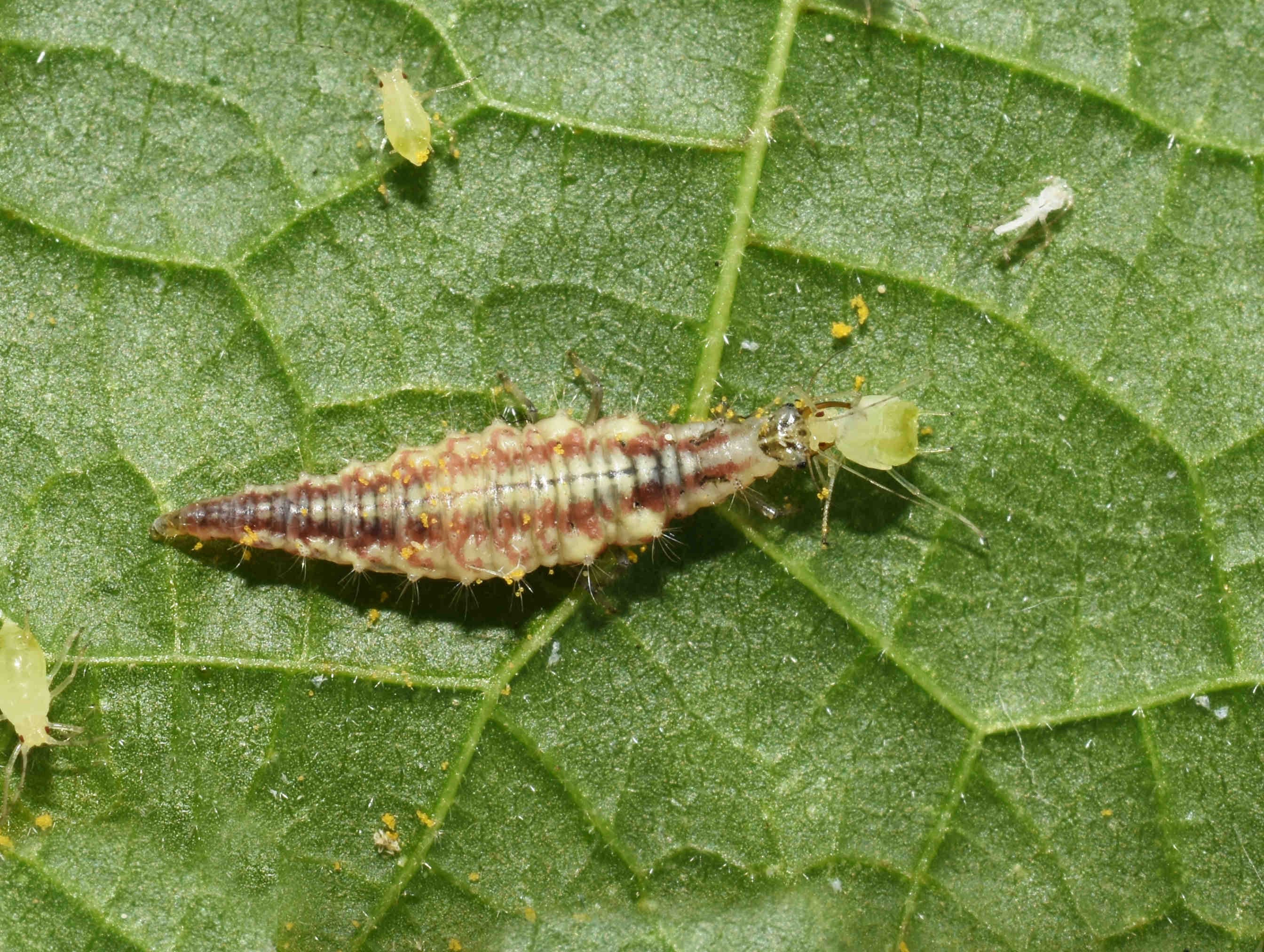 Crisopa_afidi