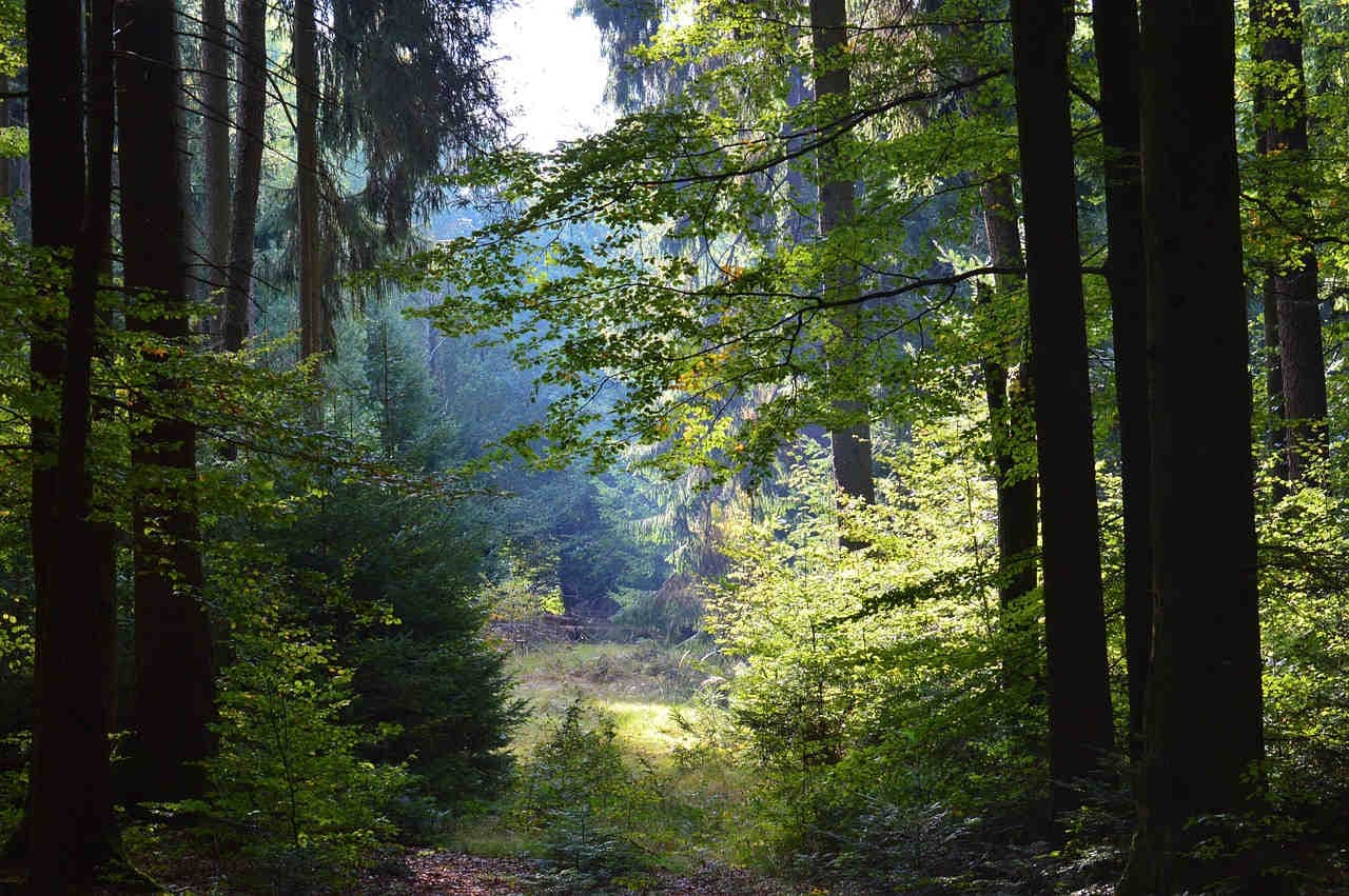 Habitat terrestre