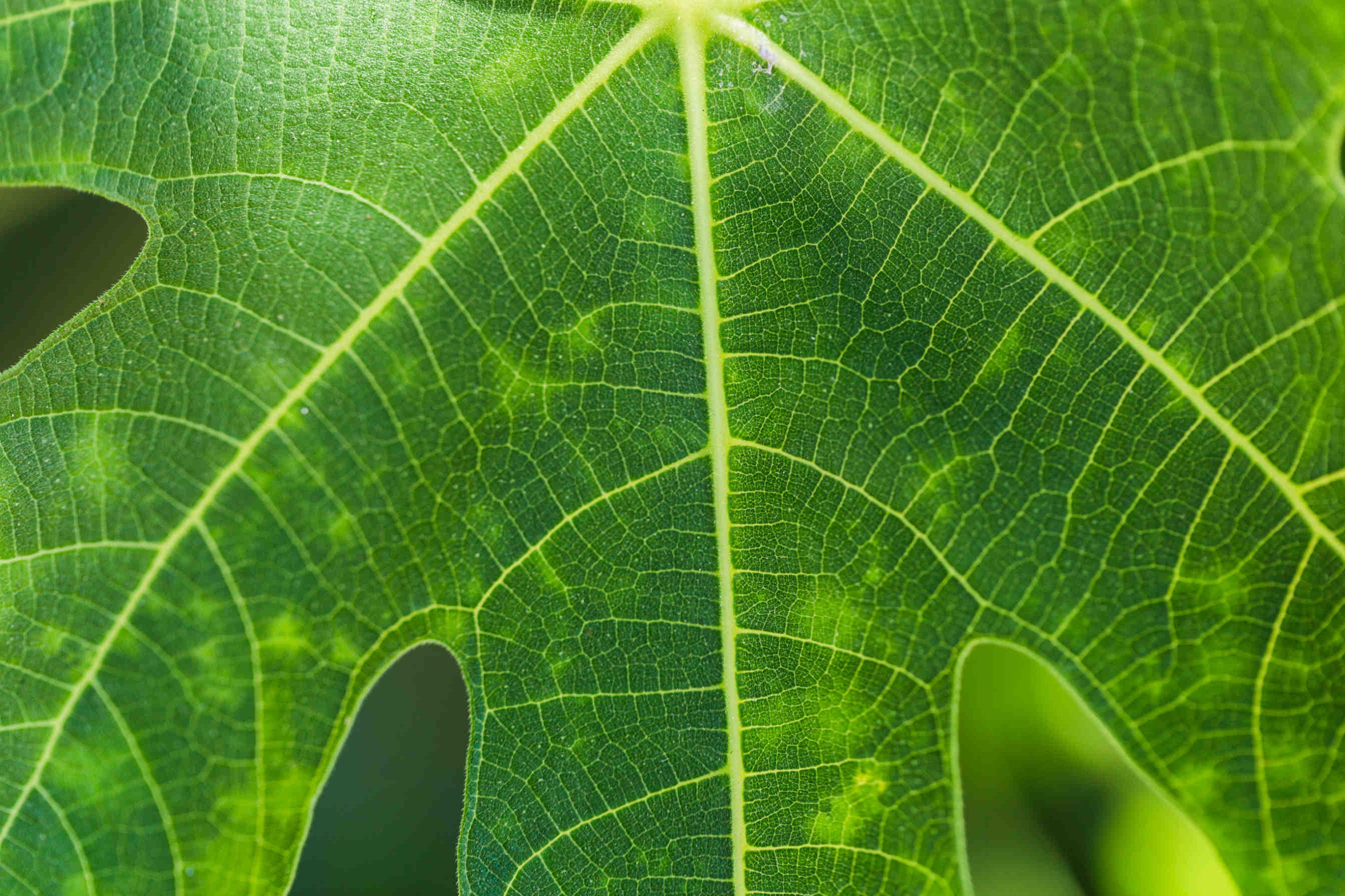 foglia verde