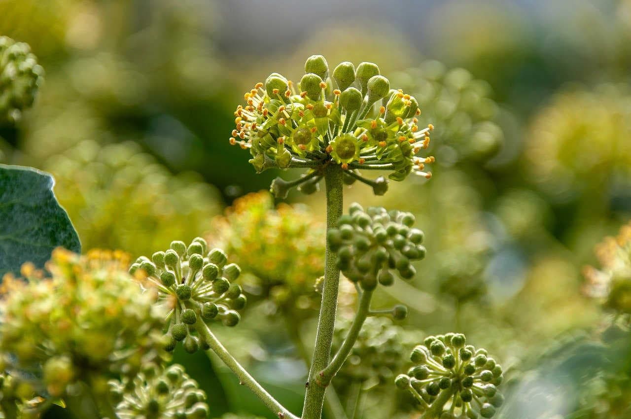 fiori edera