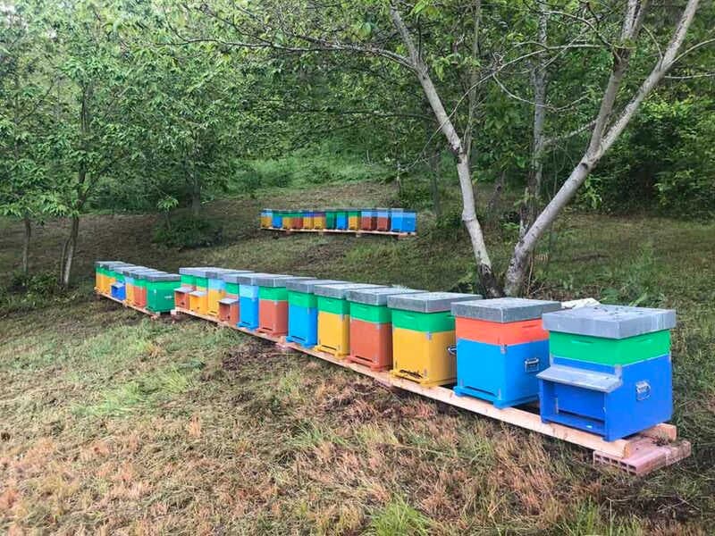 Les apiculteurs 3Bee de Calabre