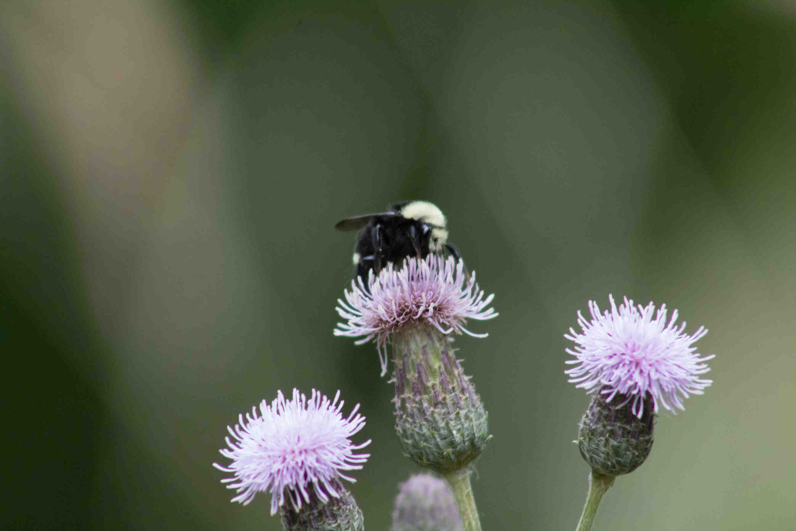 natura-e-biodiversità-sono-materiali