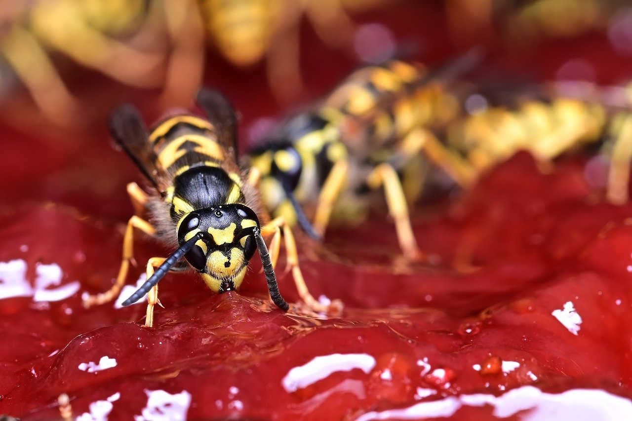 Vespula