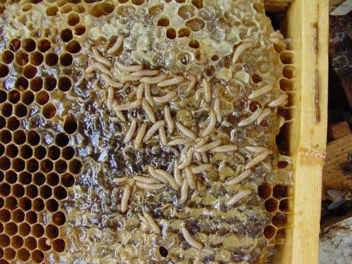 Aethina Tumida: Cos’è, Come Riconoscerla, Cosa Fare