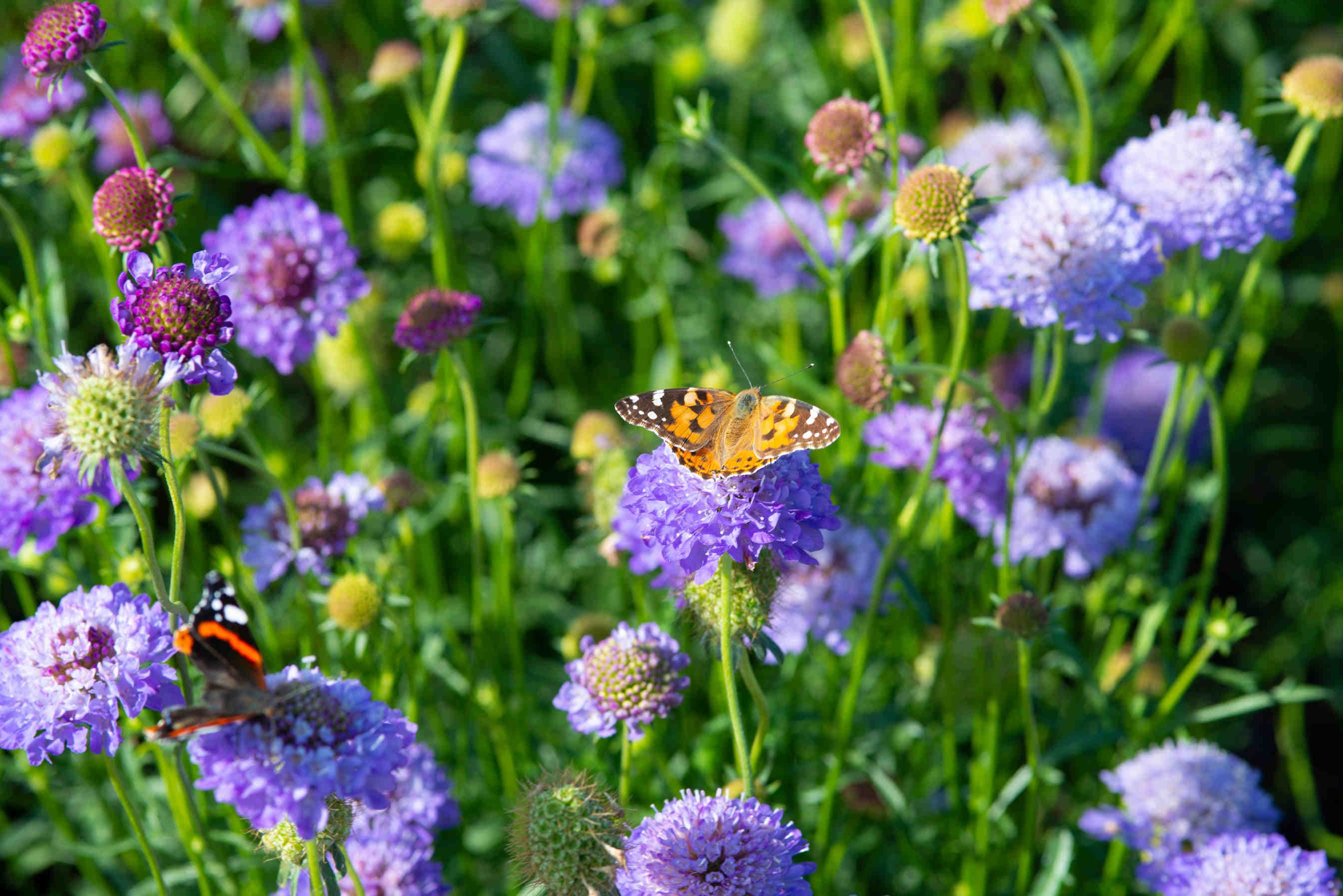 3Bee tecnologia biodiversità