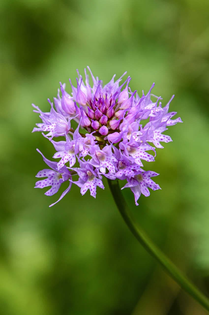 impollinazione orchidee