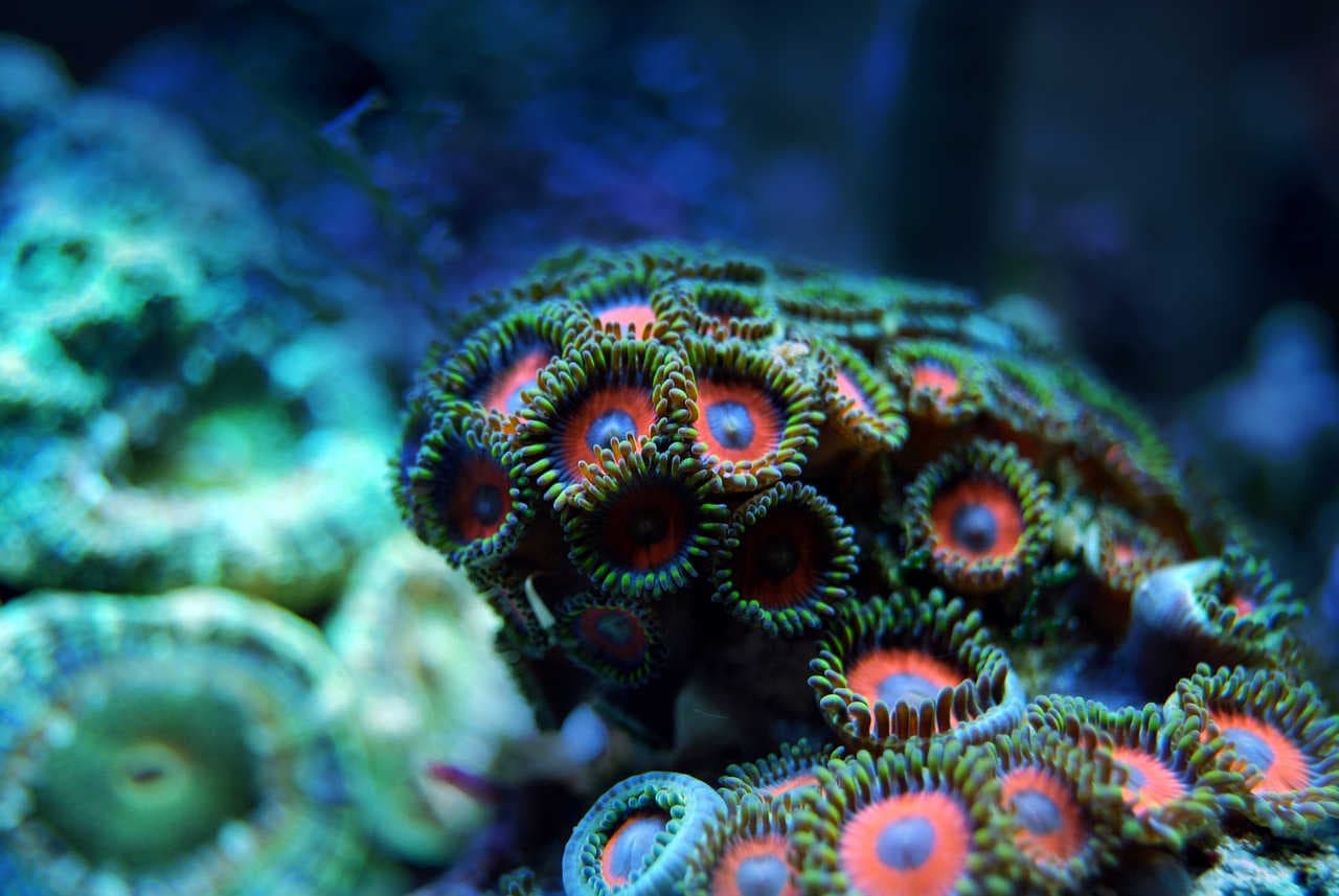 corail de nuit