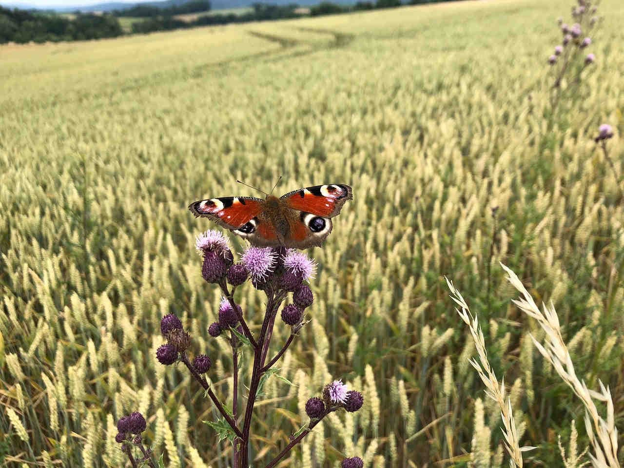 butterfly on thistle next to large monocrop field
