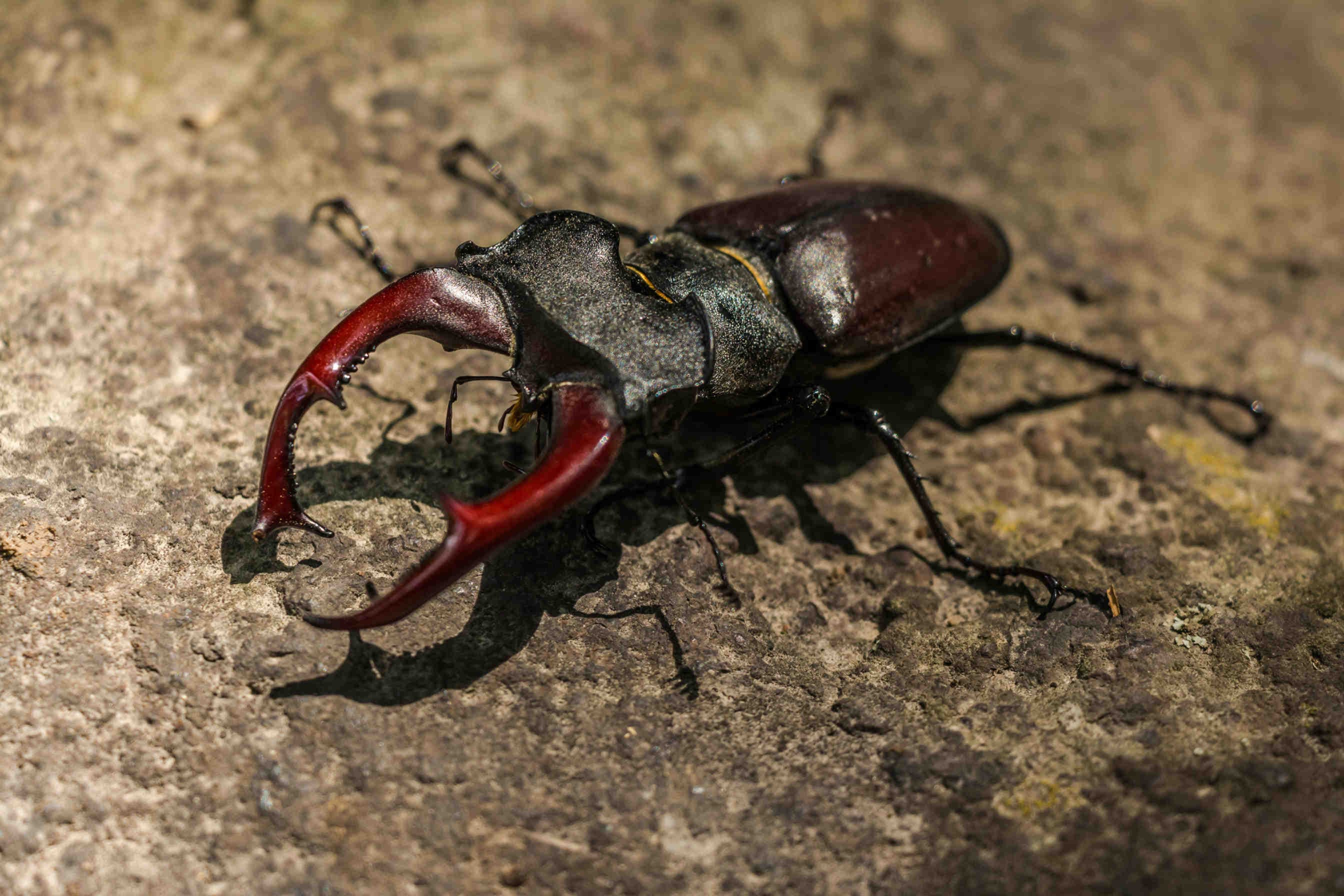 L. cervus