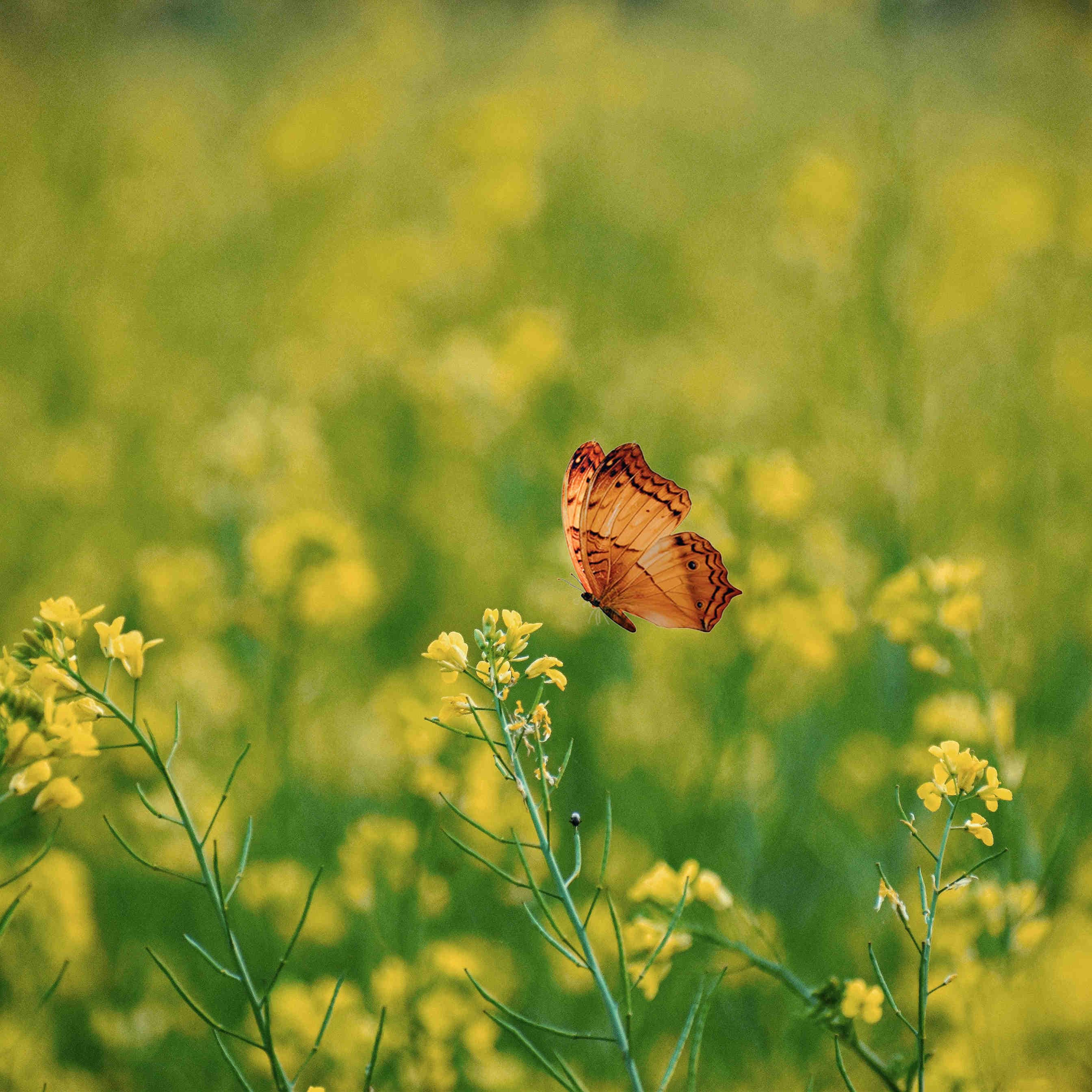 3Bee natura