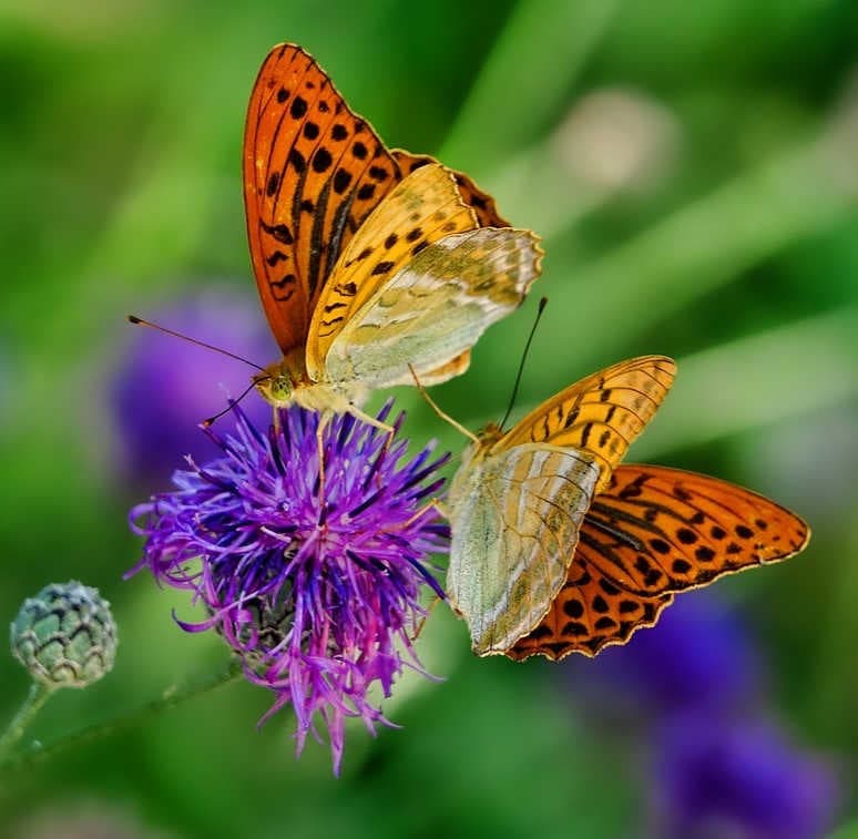 Insetti impollinatori