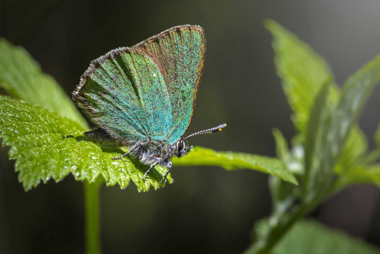 Il ruolo della finanza nella tutela della biodiversità
