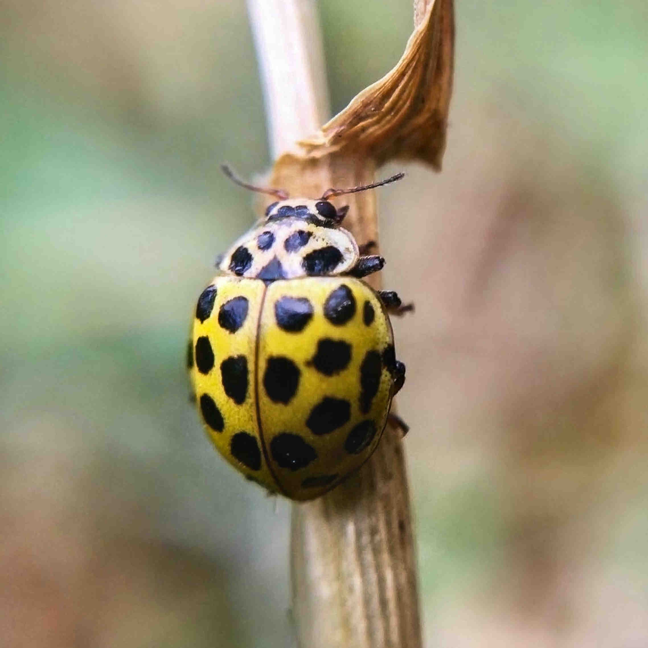 coccinella gialla
