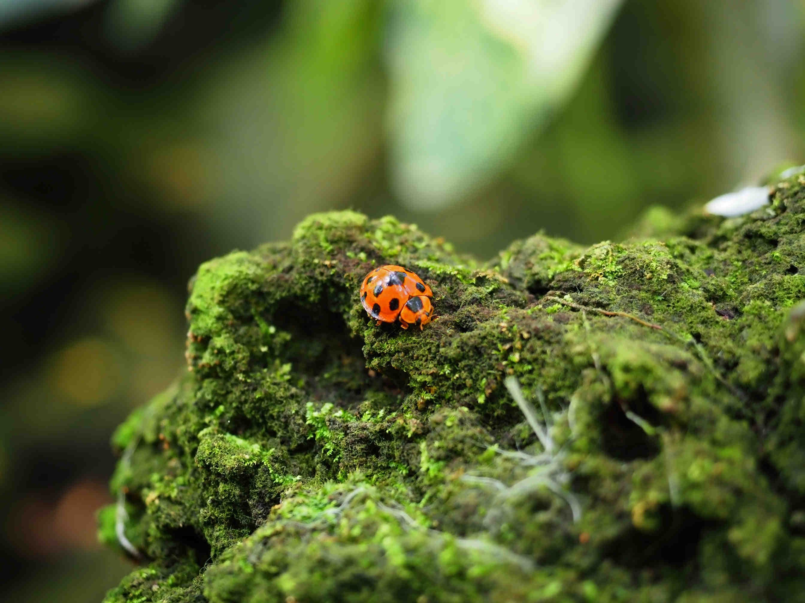 coccinella