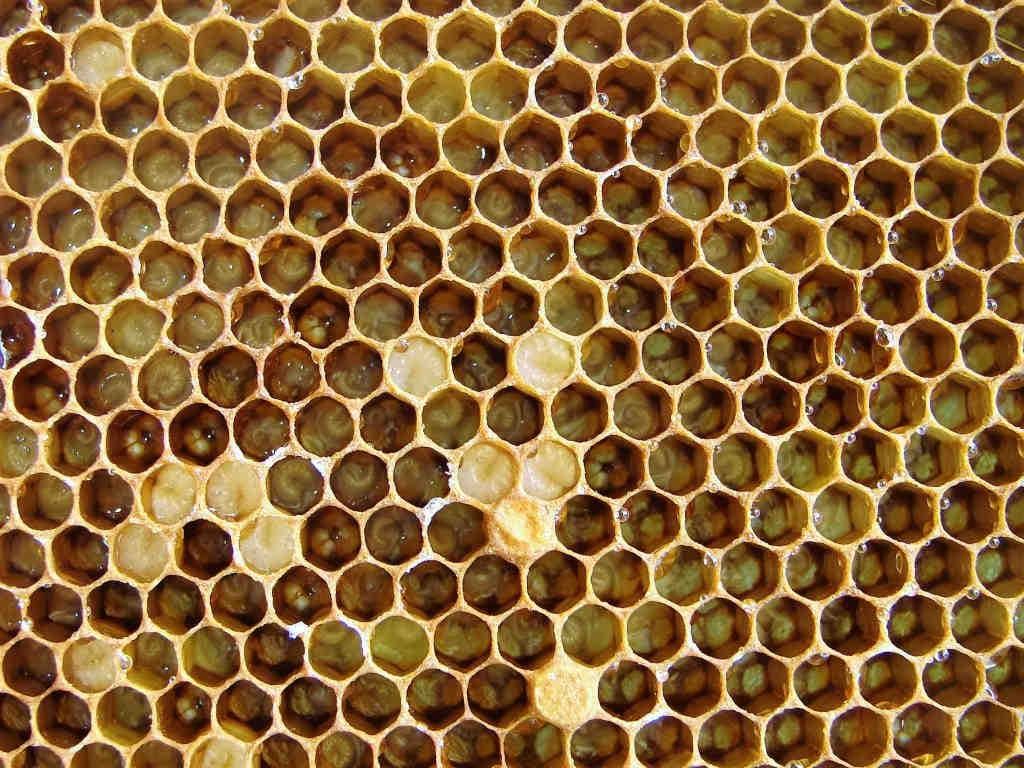 Les bienfaits de la gelée royale