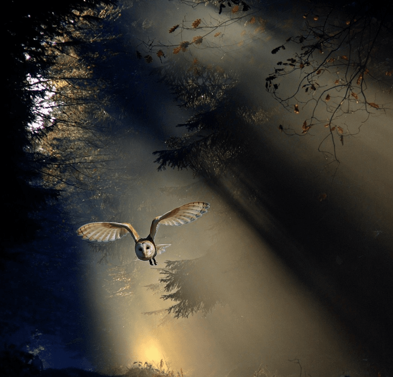 Chouette en plein vol nocturne