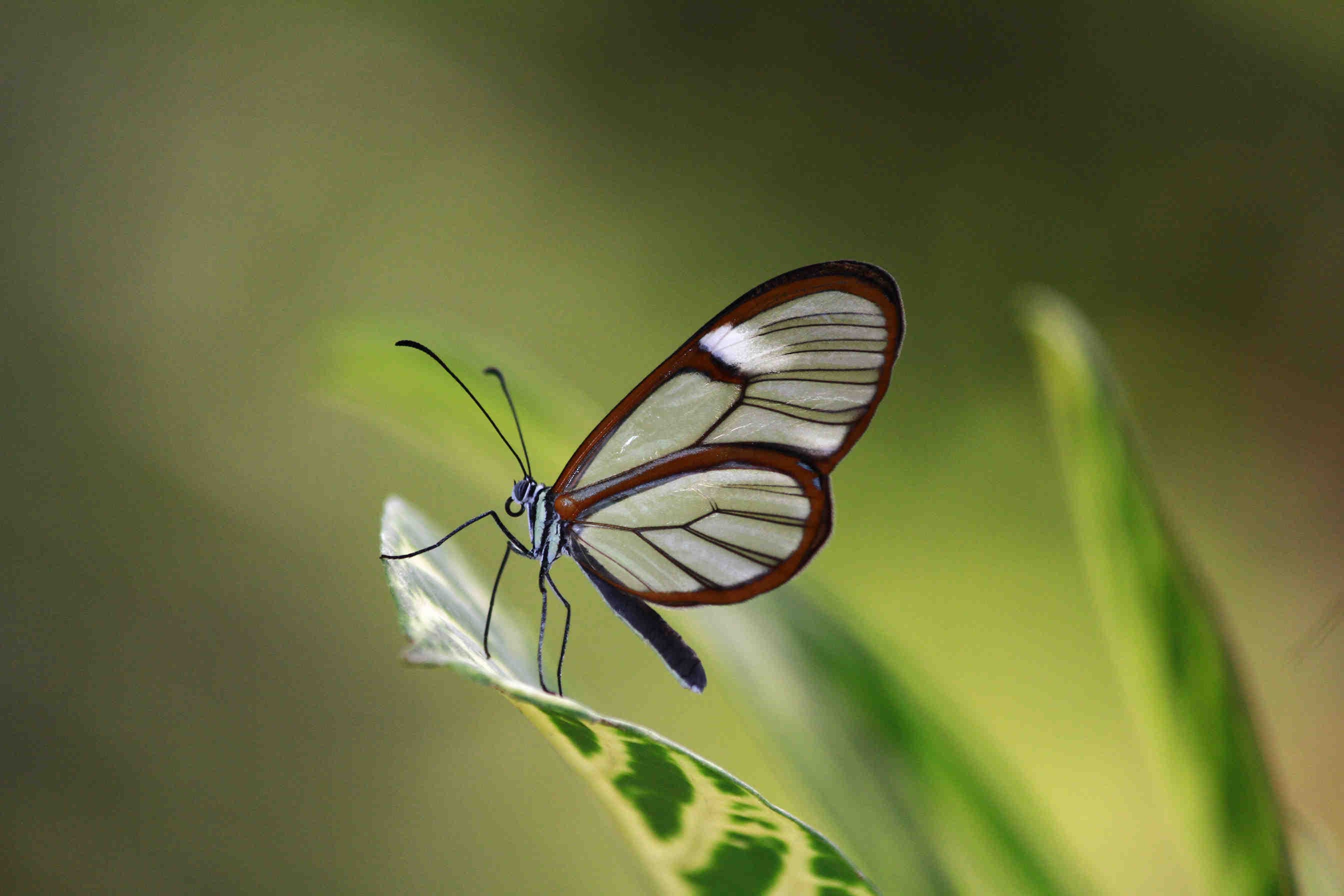farfalla