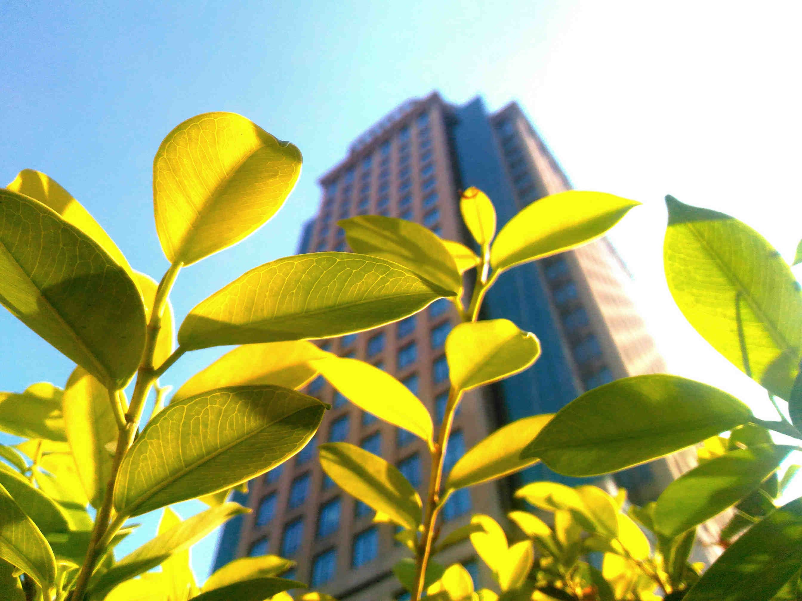 Becoming a pollinator-friendly company