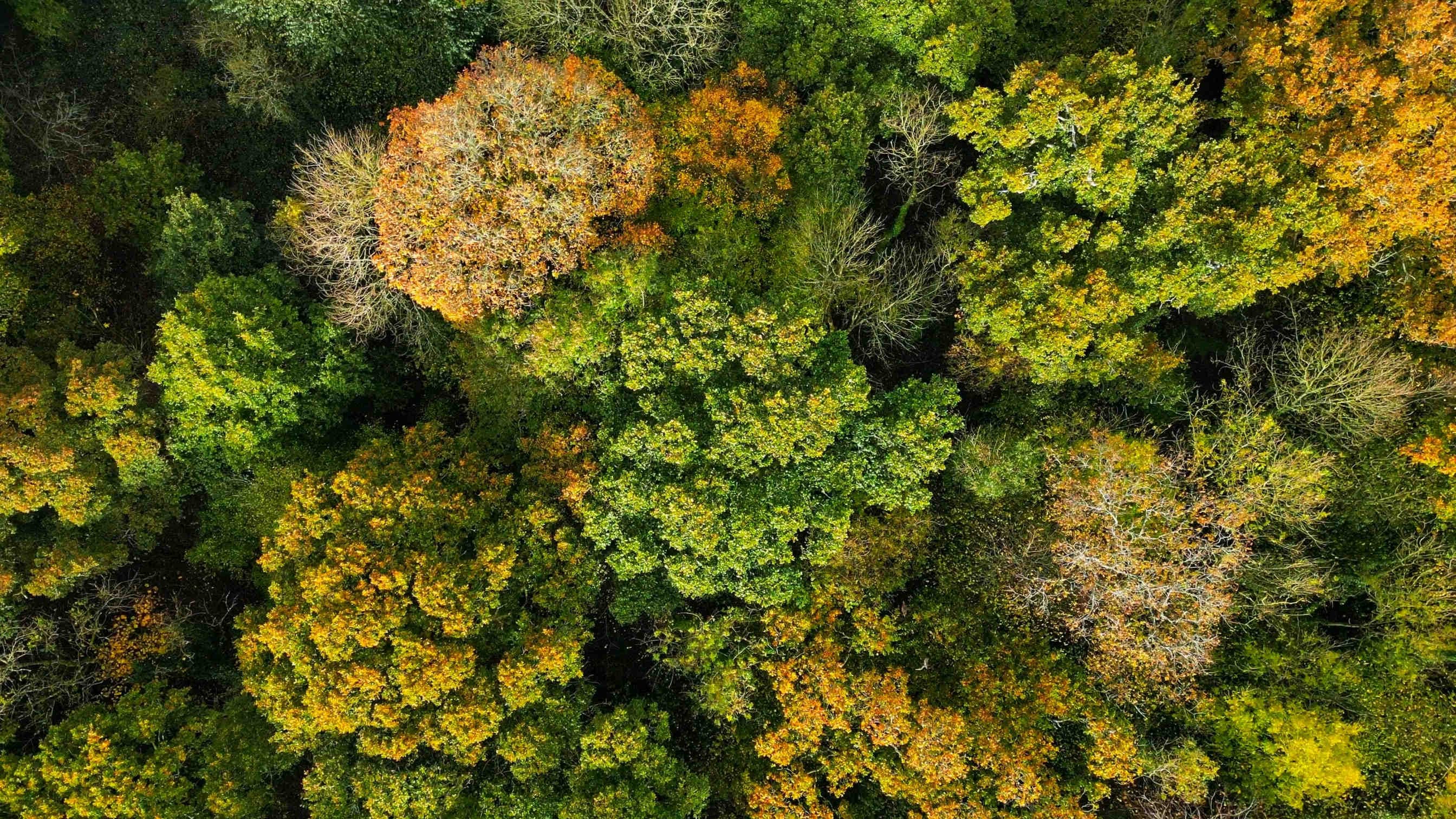 Il 21 novembre è la Giornata Nazionale dell'Albero