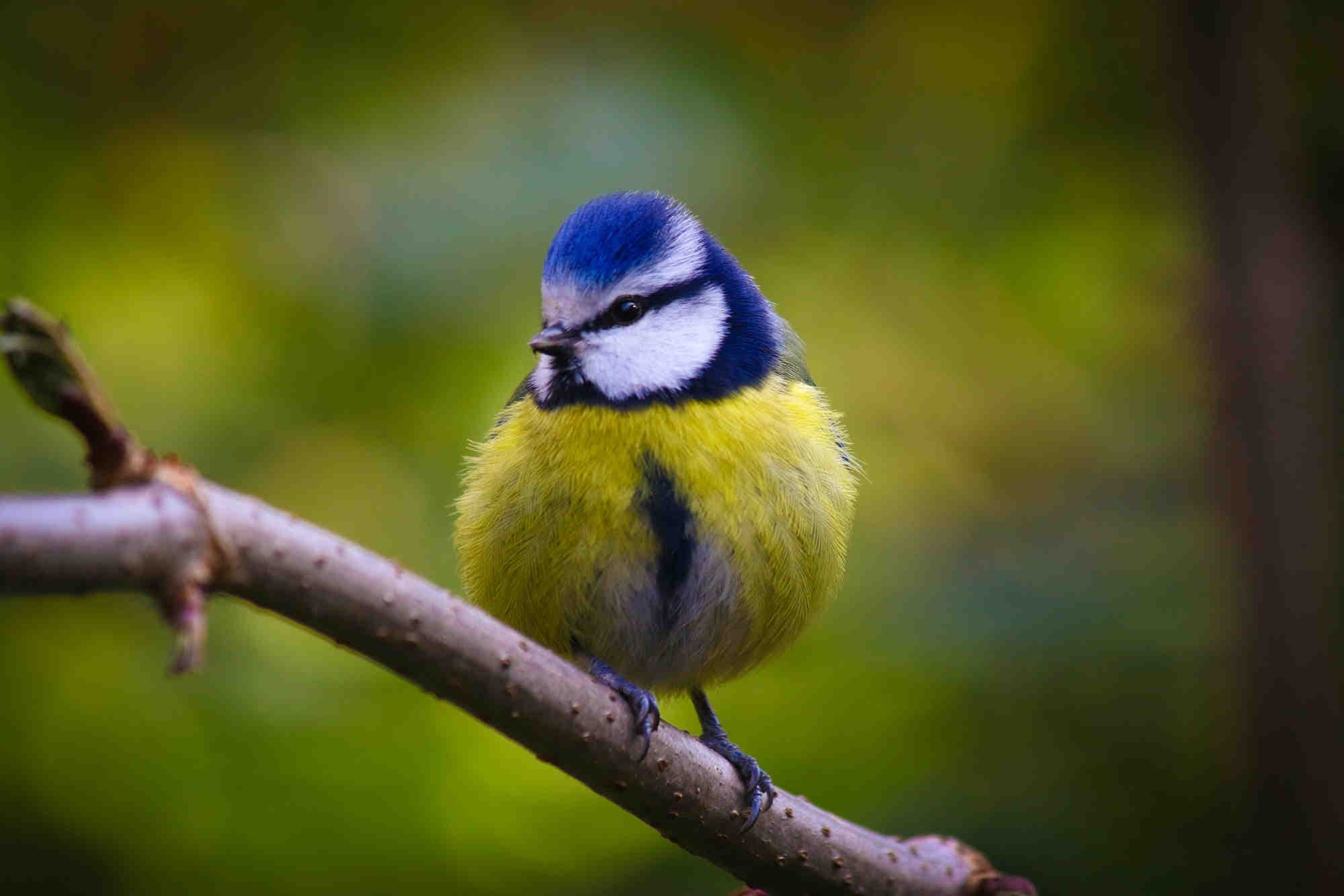 ESRS E4 Biodiversità: gli step per la sua implementazione