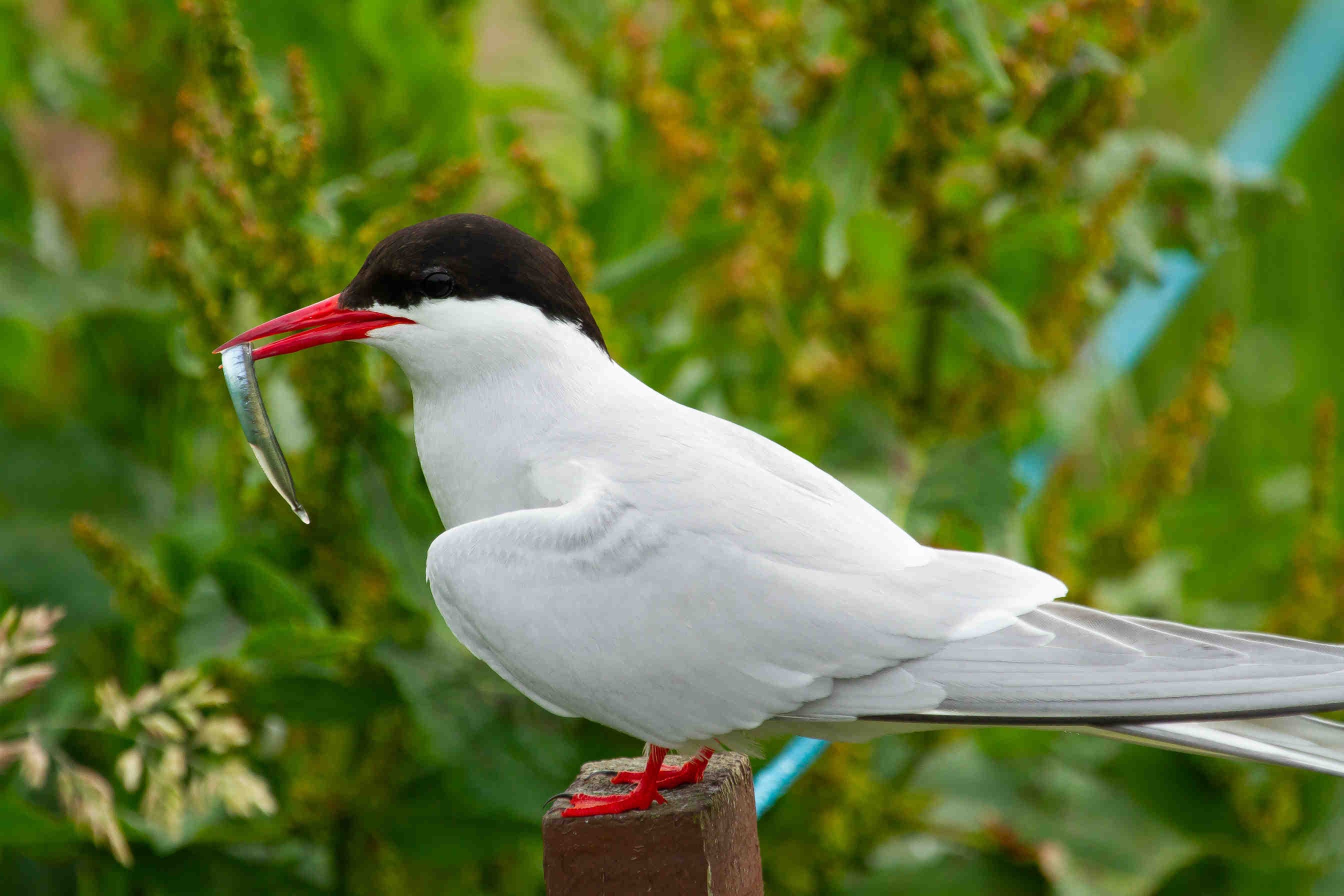 Arctic tern, common gull added to UK Conservation Red List