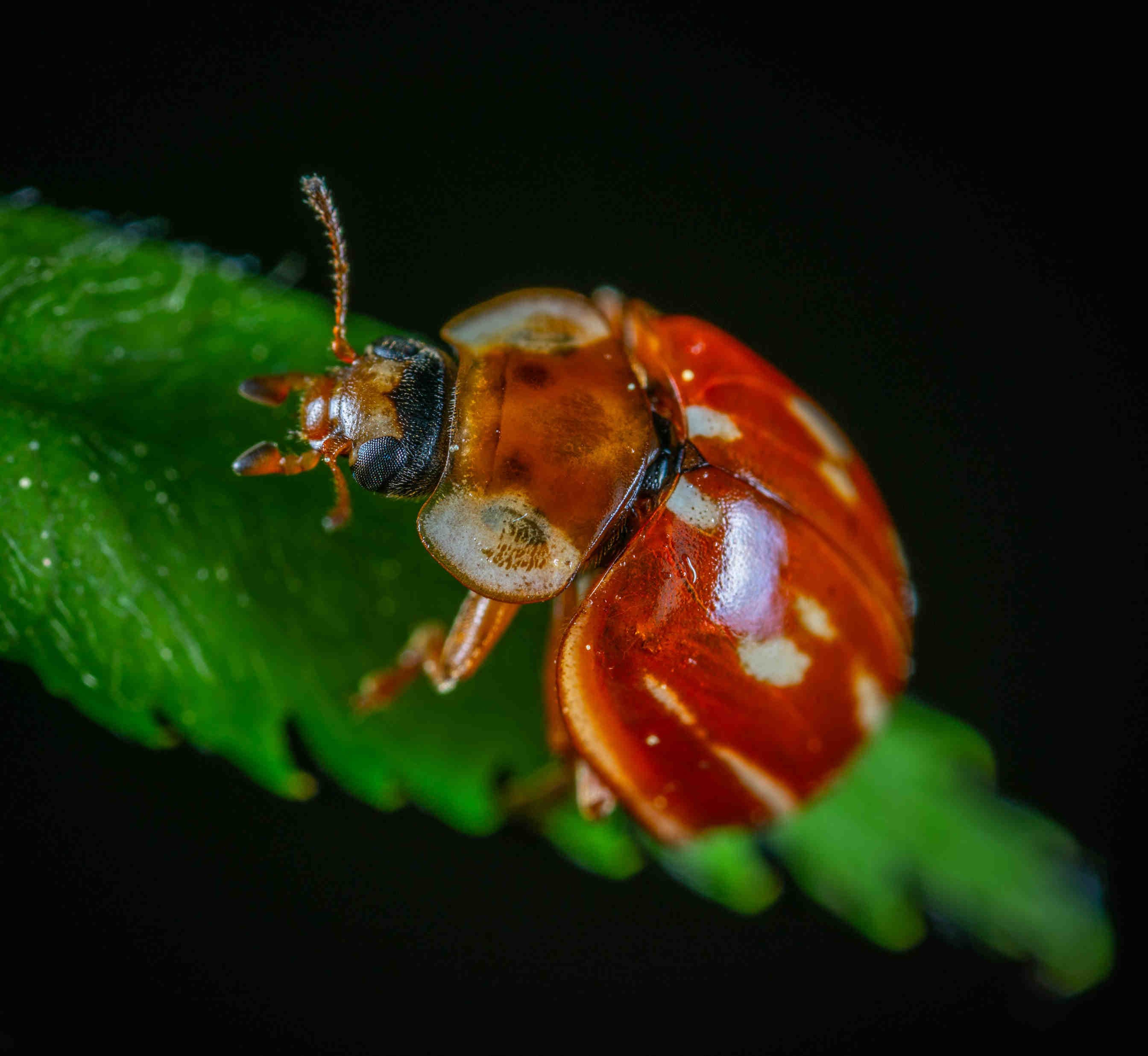 coccinella