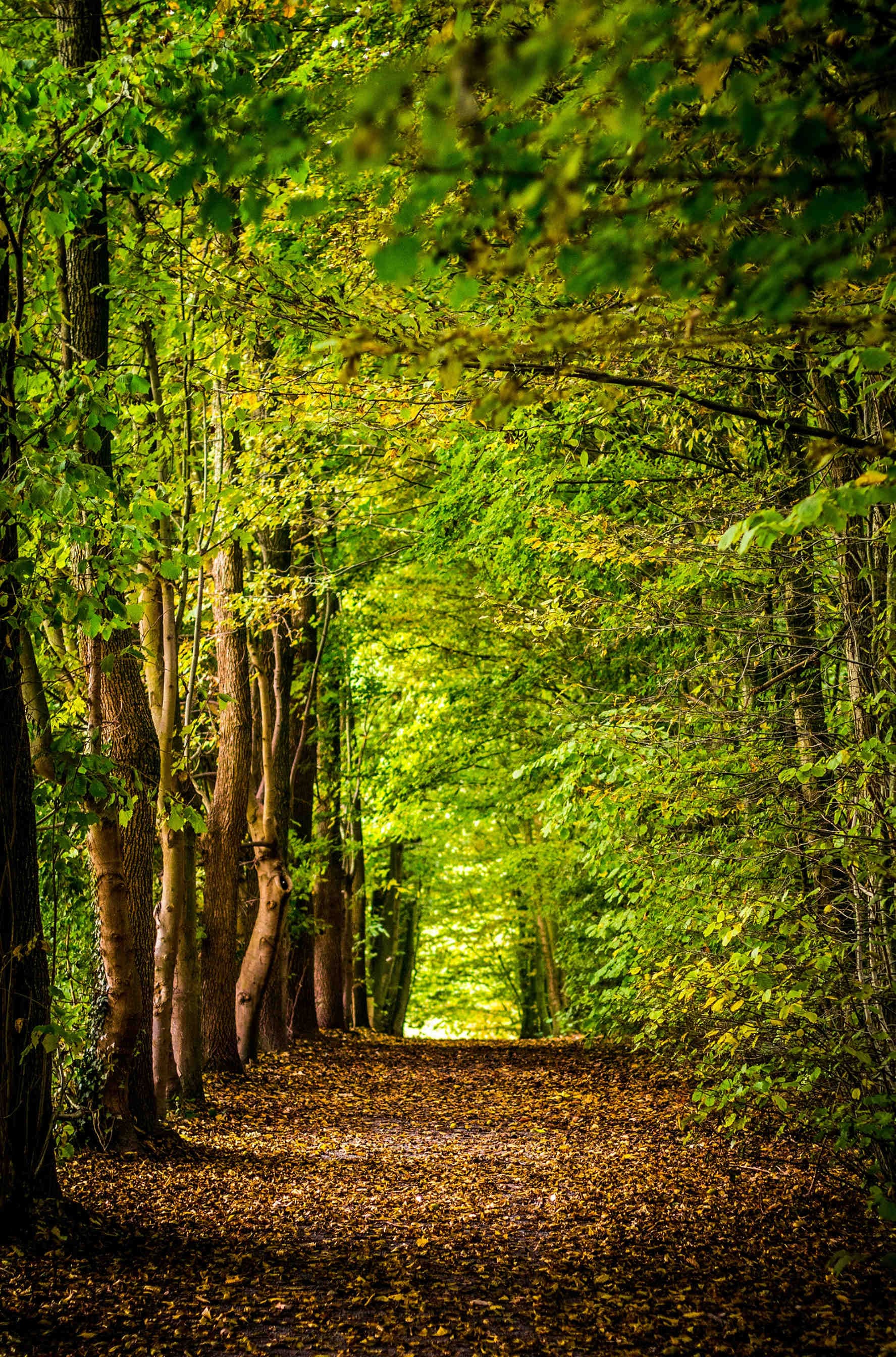 Adopt your company's nectariferous forest