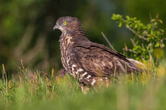 falco pecchiaiolo