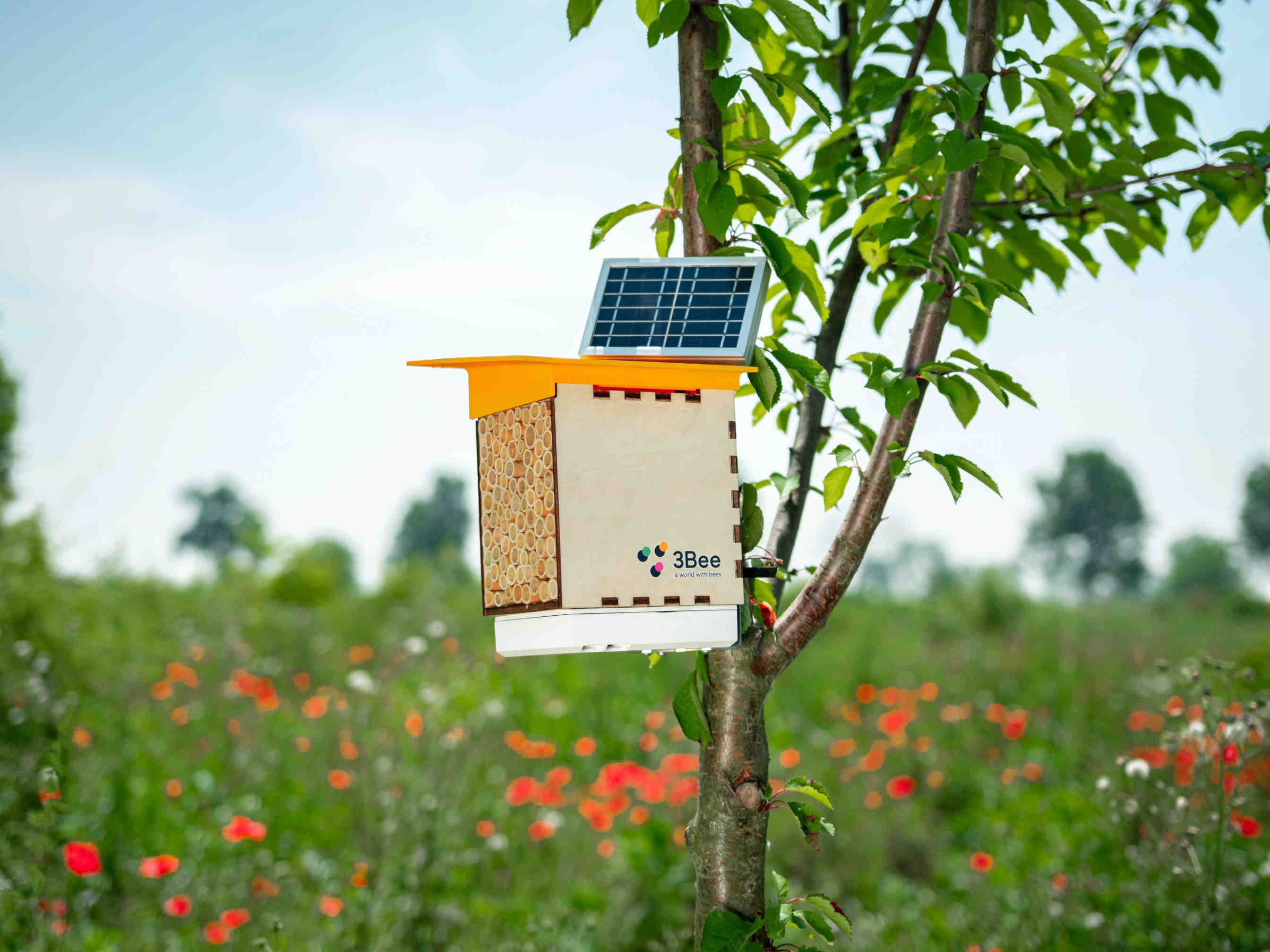3bee-blog-biodiversita-nascosta-ruolo-ragno
