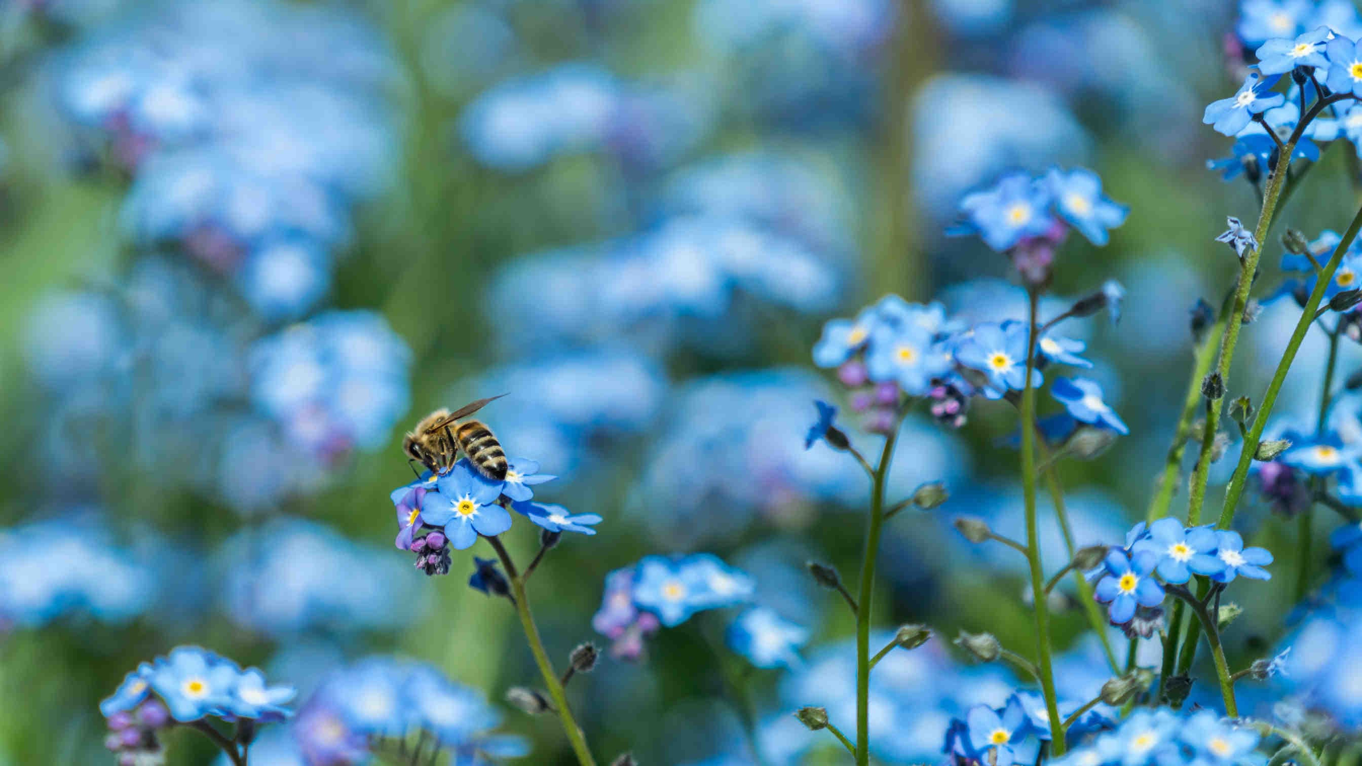 Ape con fiore azzurro 3Bee