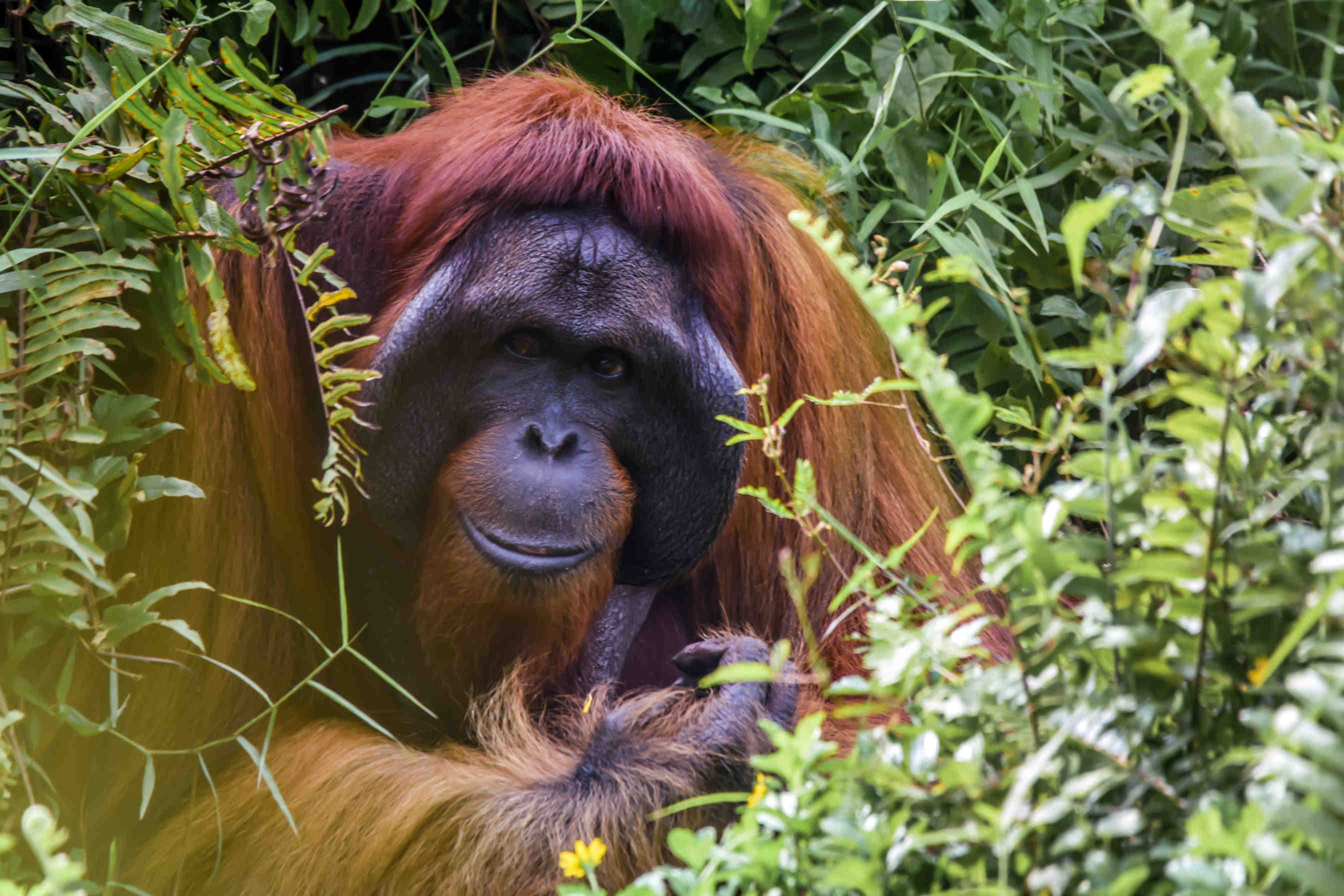 orango