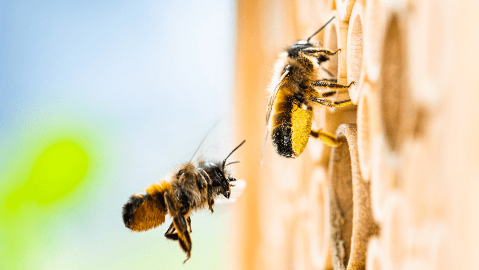 Il progetto per le api solitarie