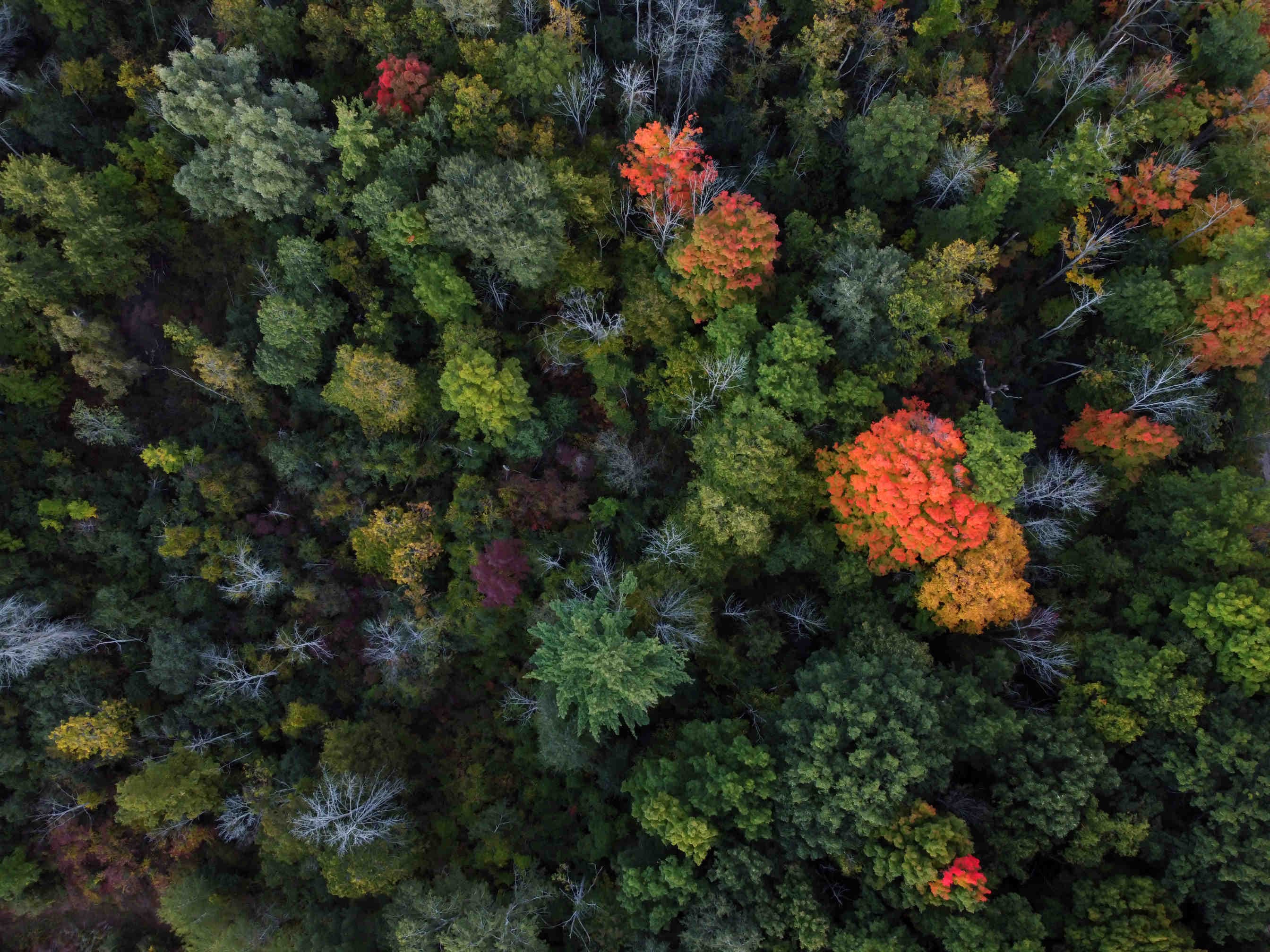 biodiversità vegetale