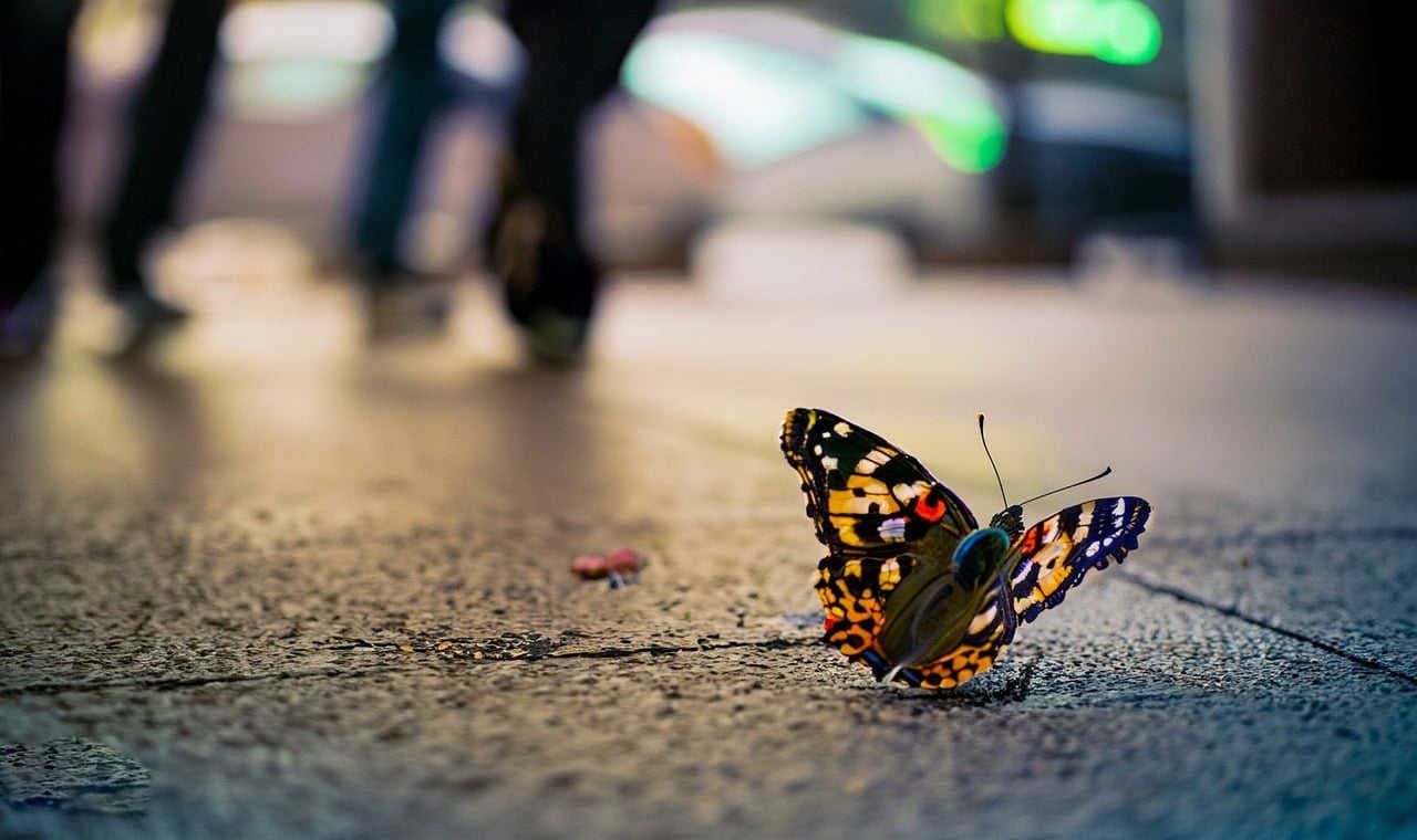butterfly in city landscape