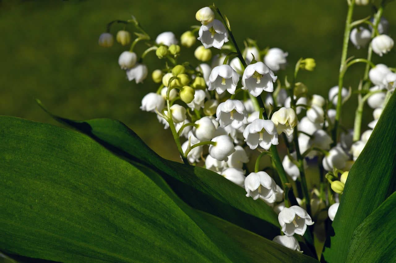 mughetto fiore
