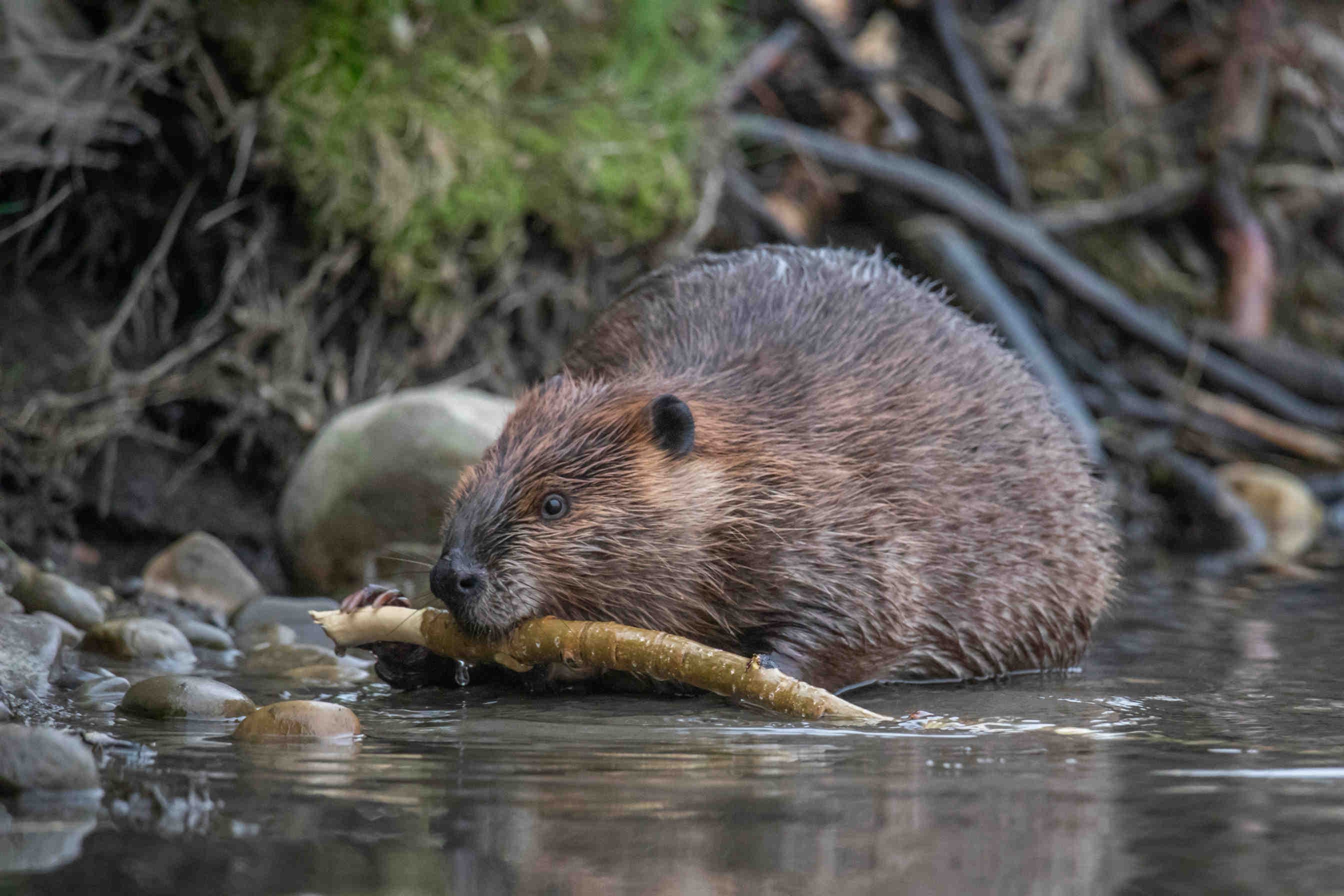 castor dans un bassin artificiel