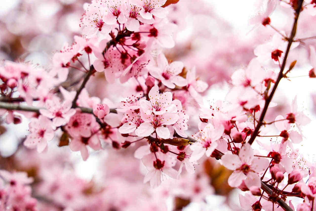 Fioriture prunus